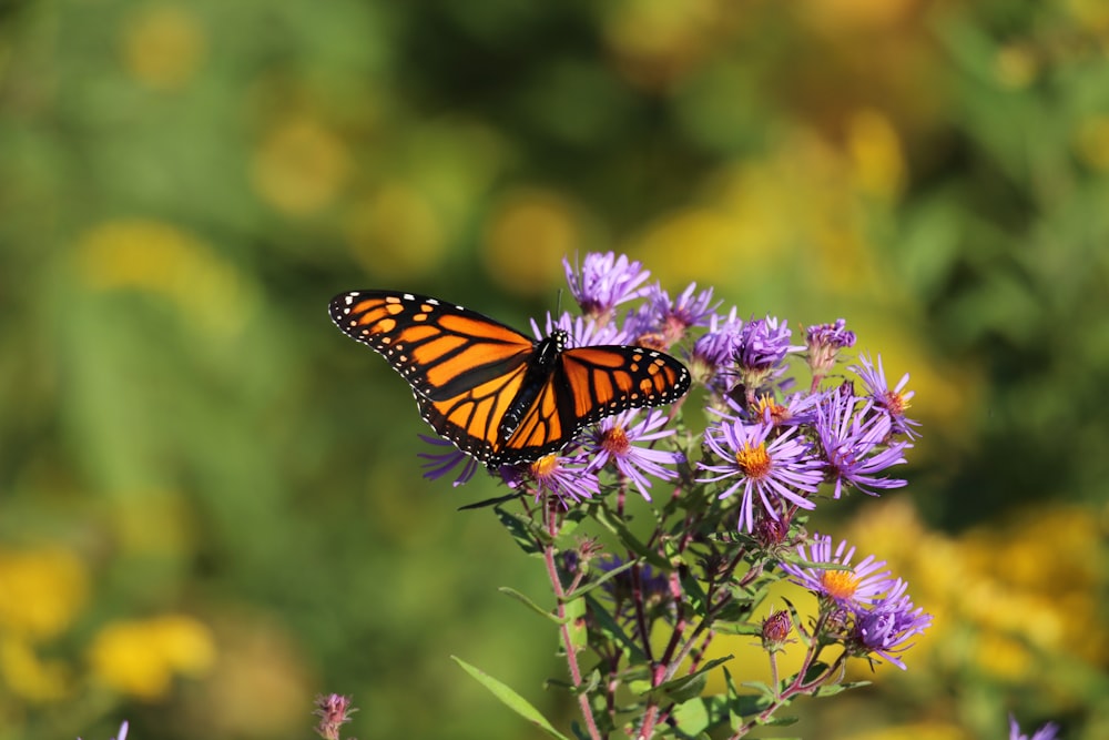 a close up of a butterfly on a flower