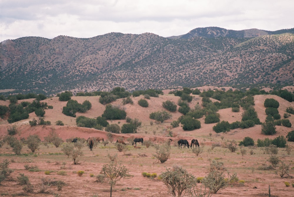 a herd of horses grazing on a dry grass field