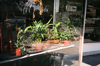 Several potted green plants are displayed inside a storefront window, with a sign indicating the store is open. The reflection of the street and nearby objects is visible on the glass. The plants vary in size and type, creating a lush appearance.