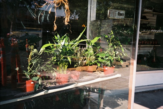 Several potted green plants are displayed inside a storefront window, with a sign indicating the store is open. The reflection of the street and nearby objects is visible on the glass. The plants vary in size and type, creating a lush appearance.