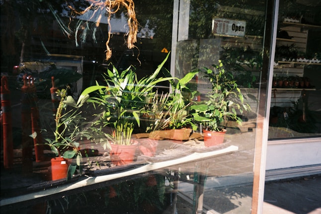 Several potted green plants are displayed inside a storefront window, with a sign indicating the store is open. The reflection of the street and nearby objects is visible on the glass. The plants vary in size and type, creating a lush appearance.