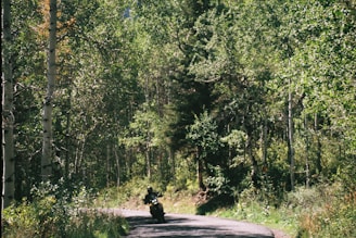 A biker riding through a lush rainforest with vibrant greenery surrounding them.