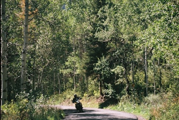 A motorcyclist is riding through a winding road surrounded by a dense forest. The trees are green and lush, indicating a healthy and vibrant environment. The sunlight filters through the leaves, creating a dappled pattern on the road. The scene is serene and picturesque.