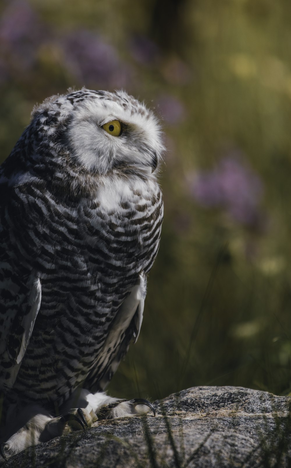 a close up of a bird of prey on a rock