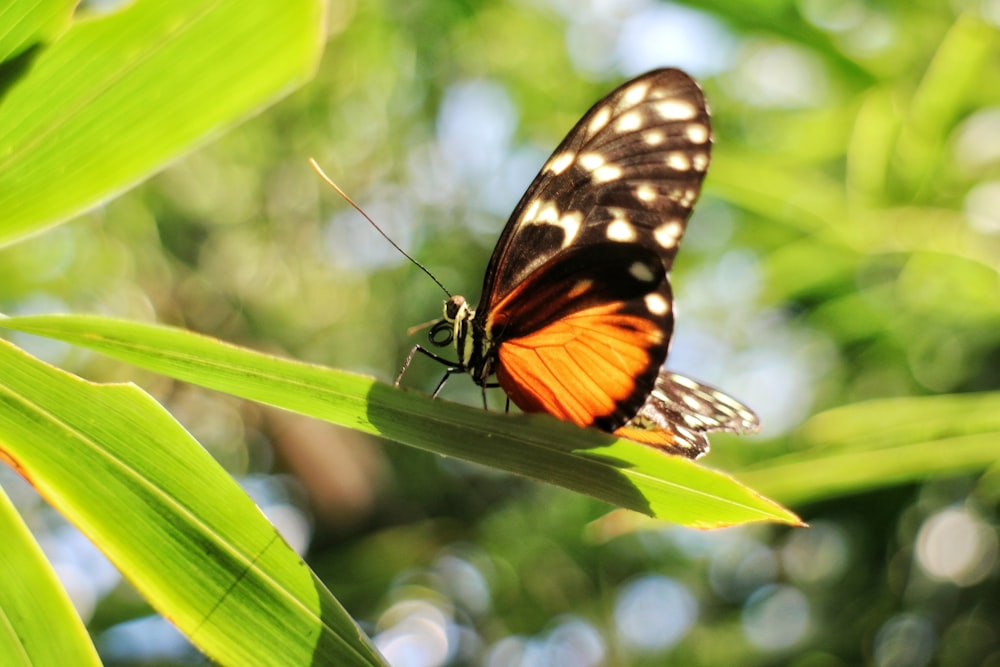 ein Schmetterling, der auf einem grünen Blatt sitzt