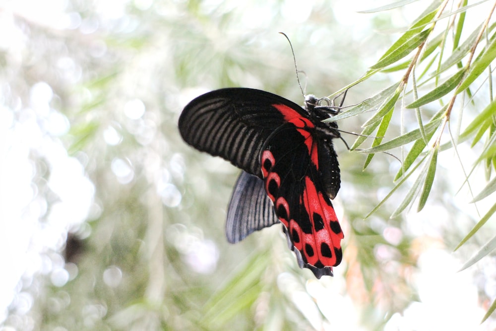 a red and black butterfly sitting on top of a leaf