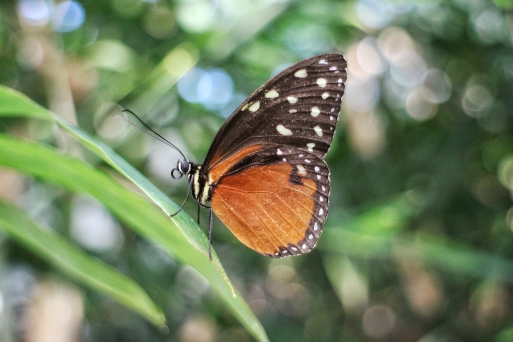 a close up of a butterfly on a leaf