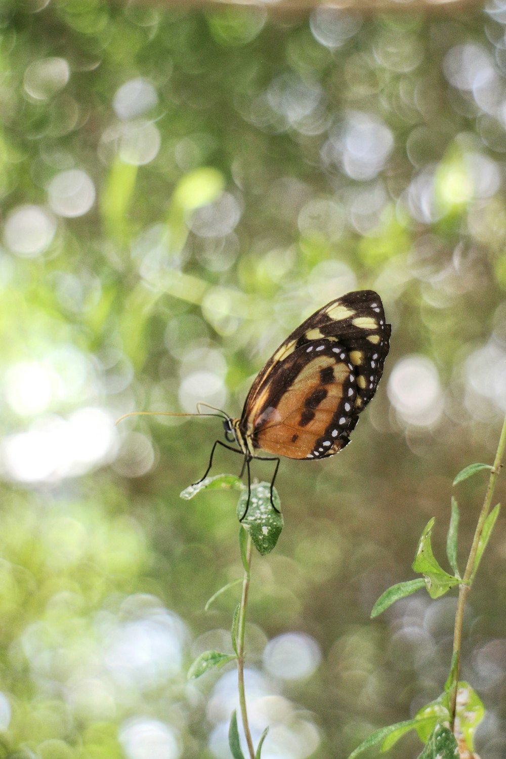 a butterfly sitting on top of a green plant