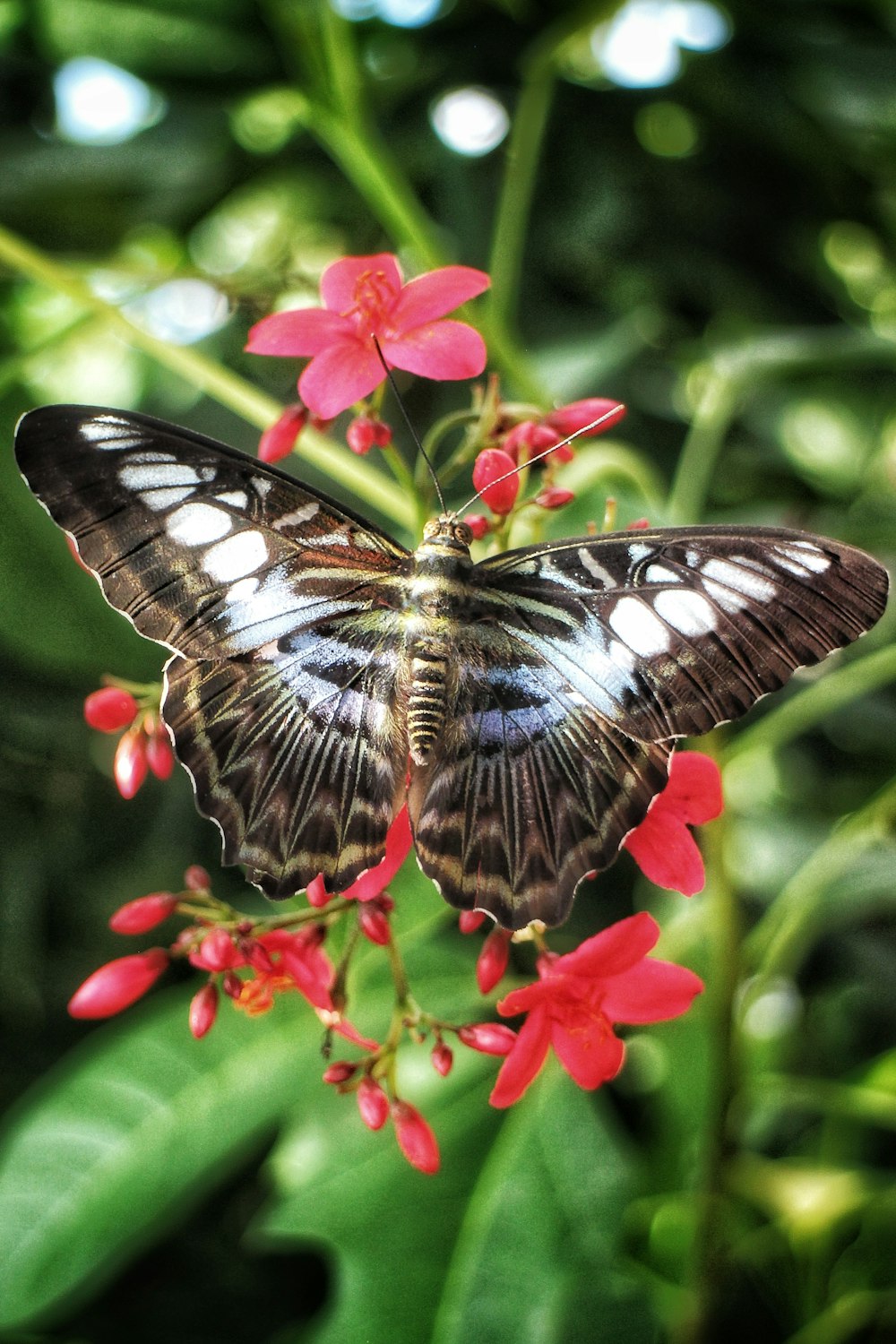 a butterfly sitting on top of a red flower