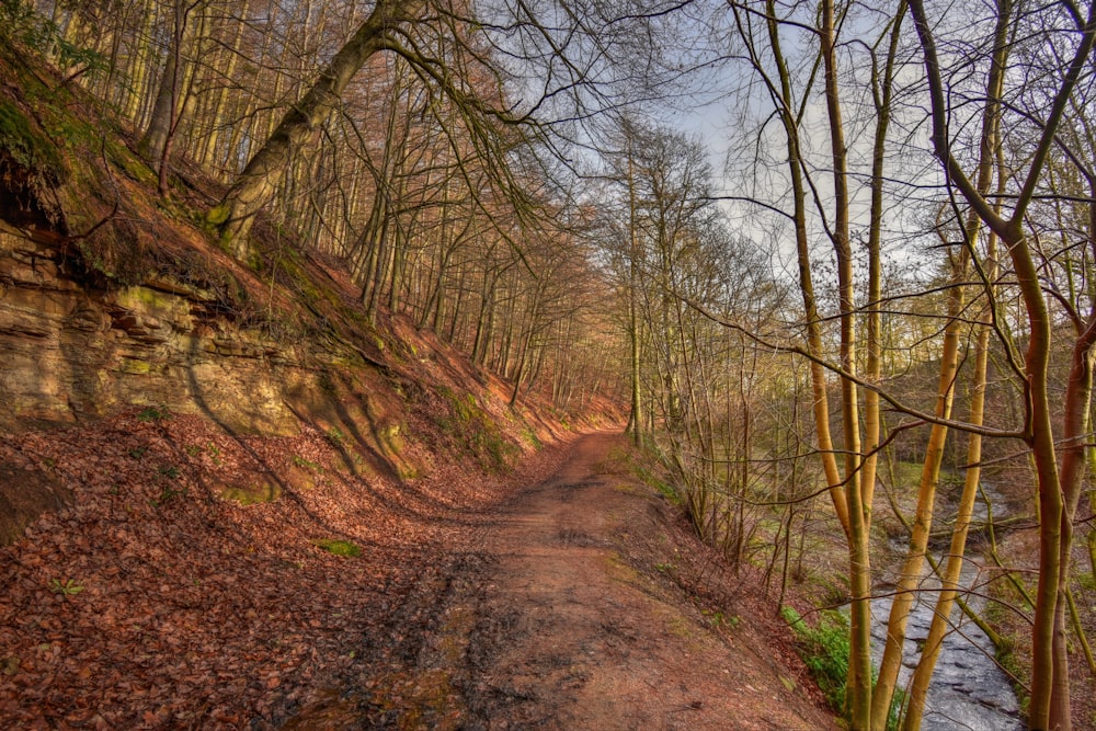 a dirt road surrounded by trees and water