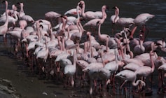 a large group of flamingos standing in the water