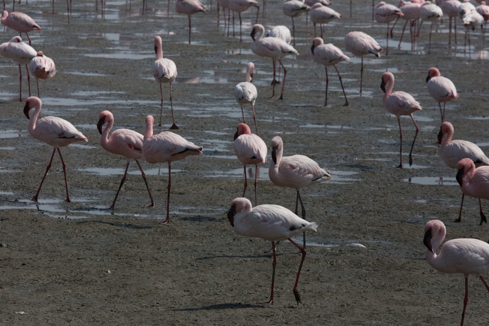 a flock of flamingos standing on top of a sandy beach