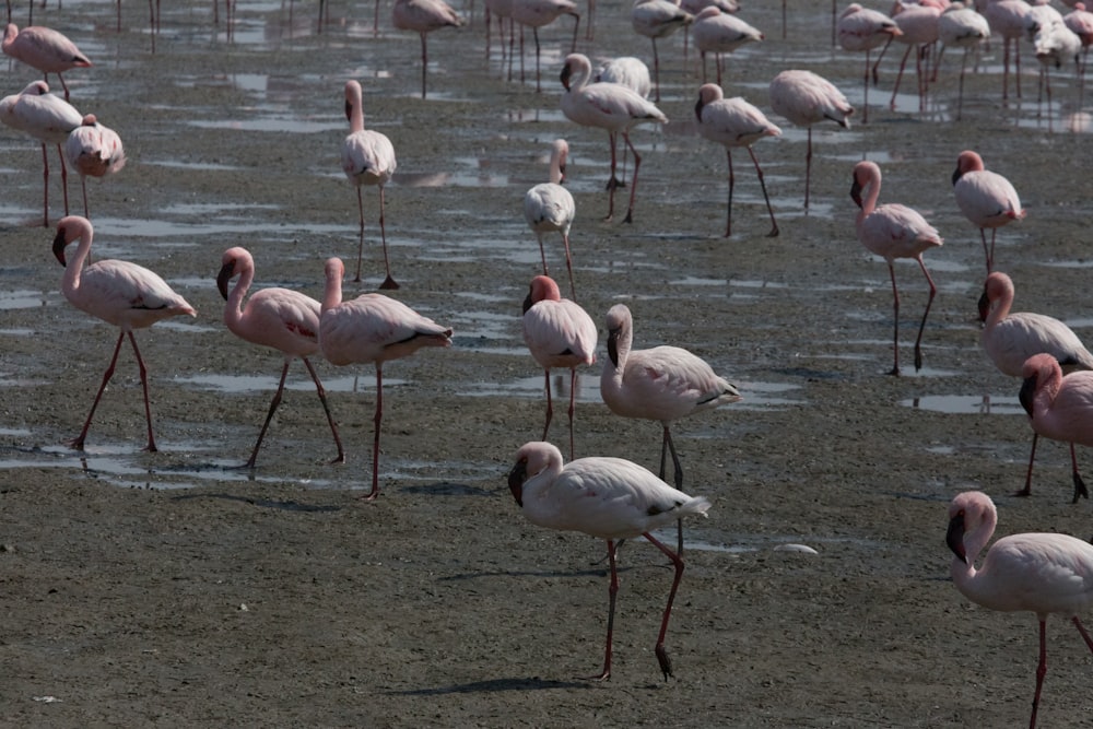 Une volée de flamants roses debout au sommet d’une plage de sable