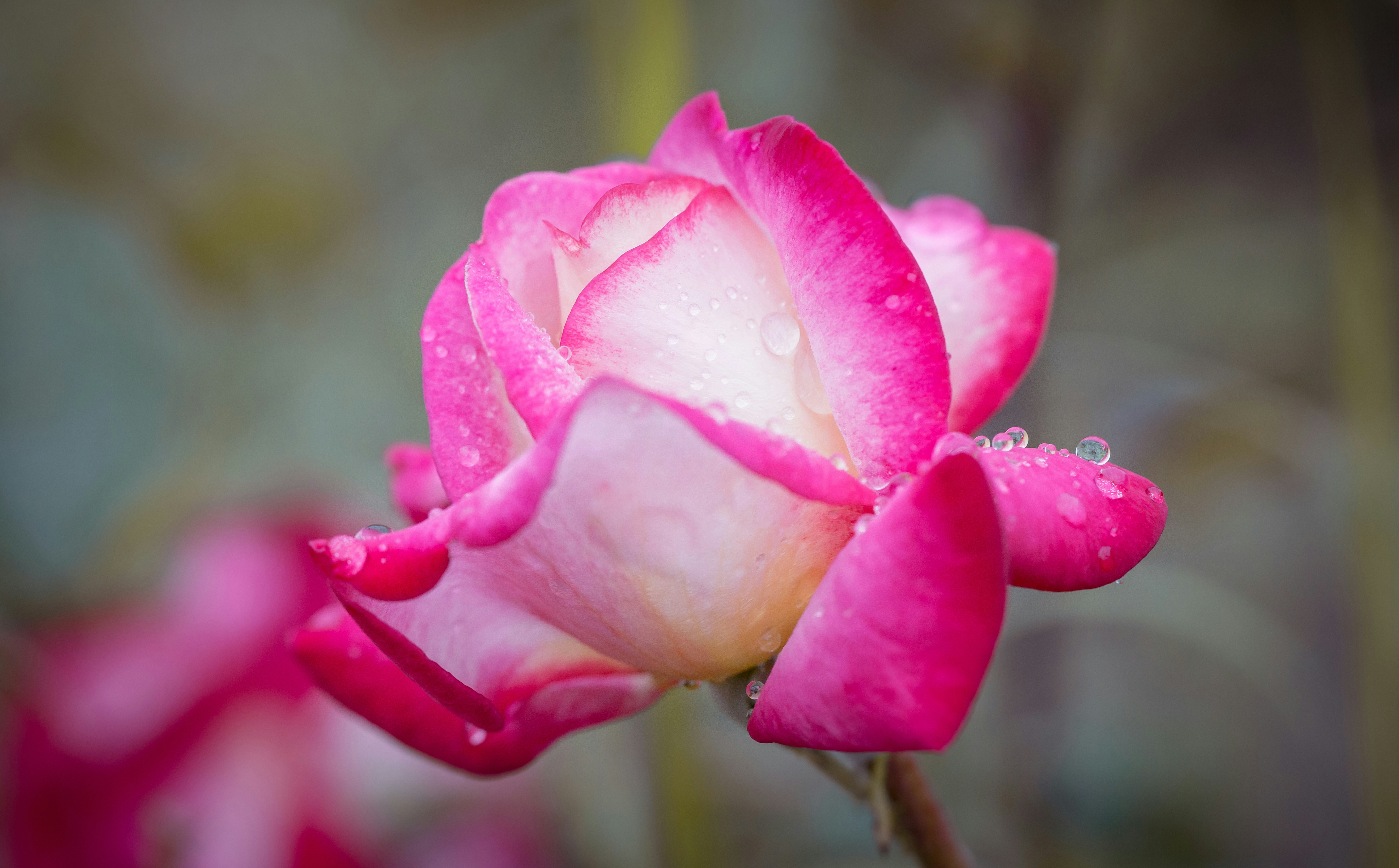 Photo by blooddrainer