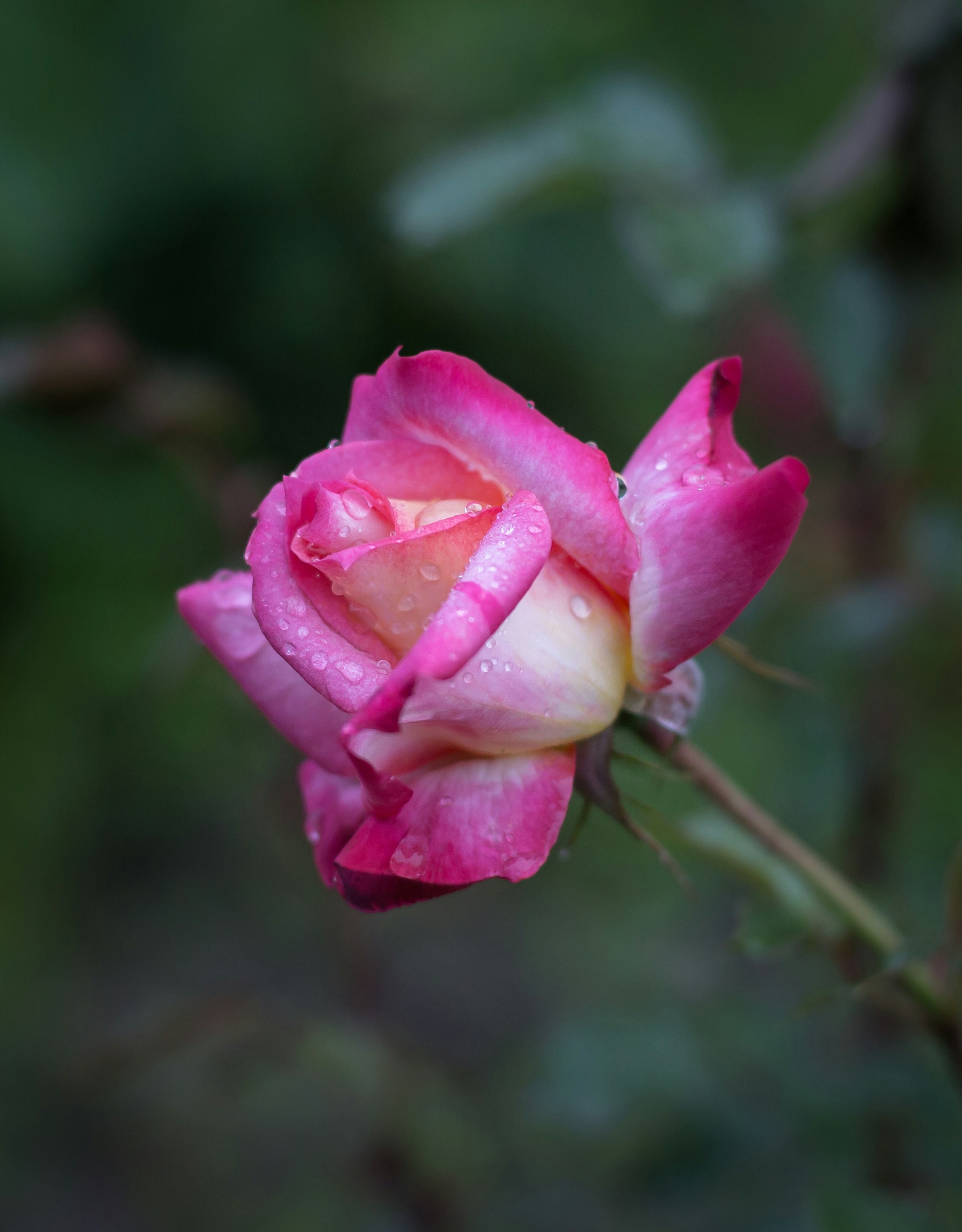 Photo by blooddrainer