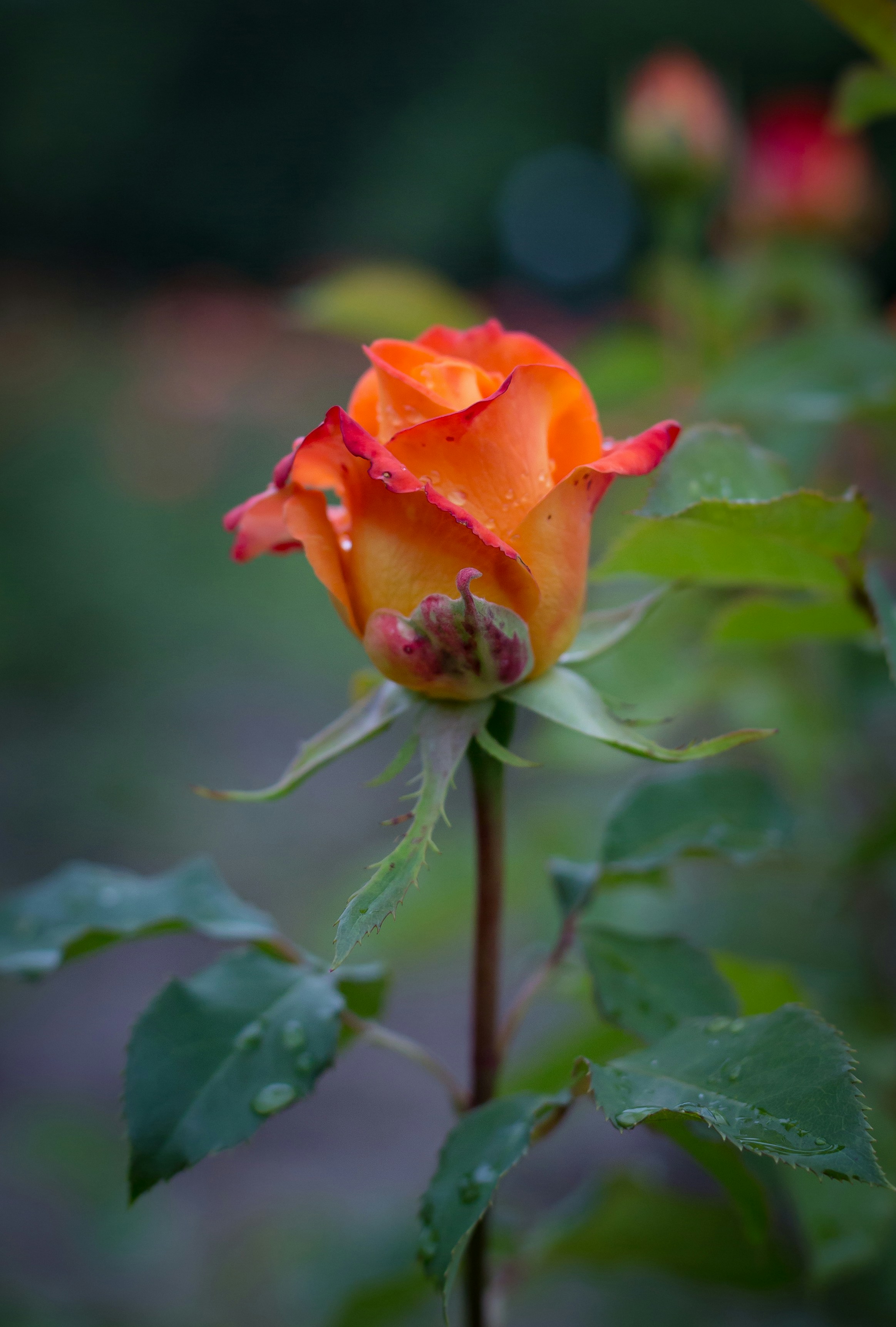 A single orange rose with water droplets on it photo – Free Flower ...