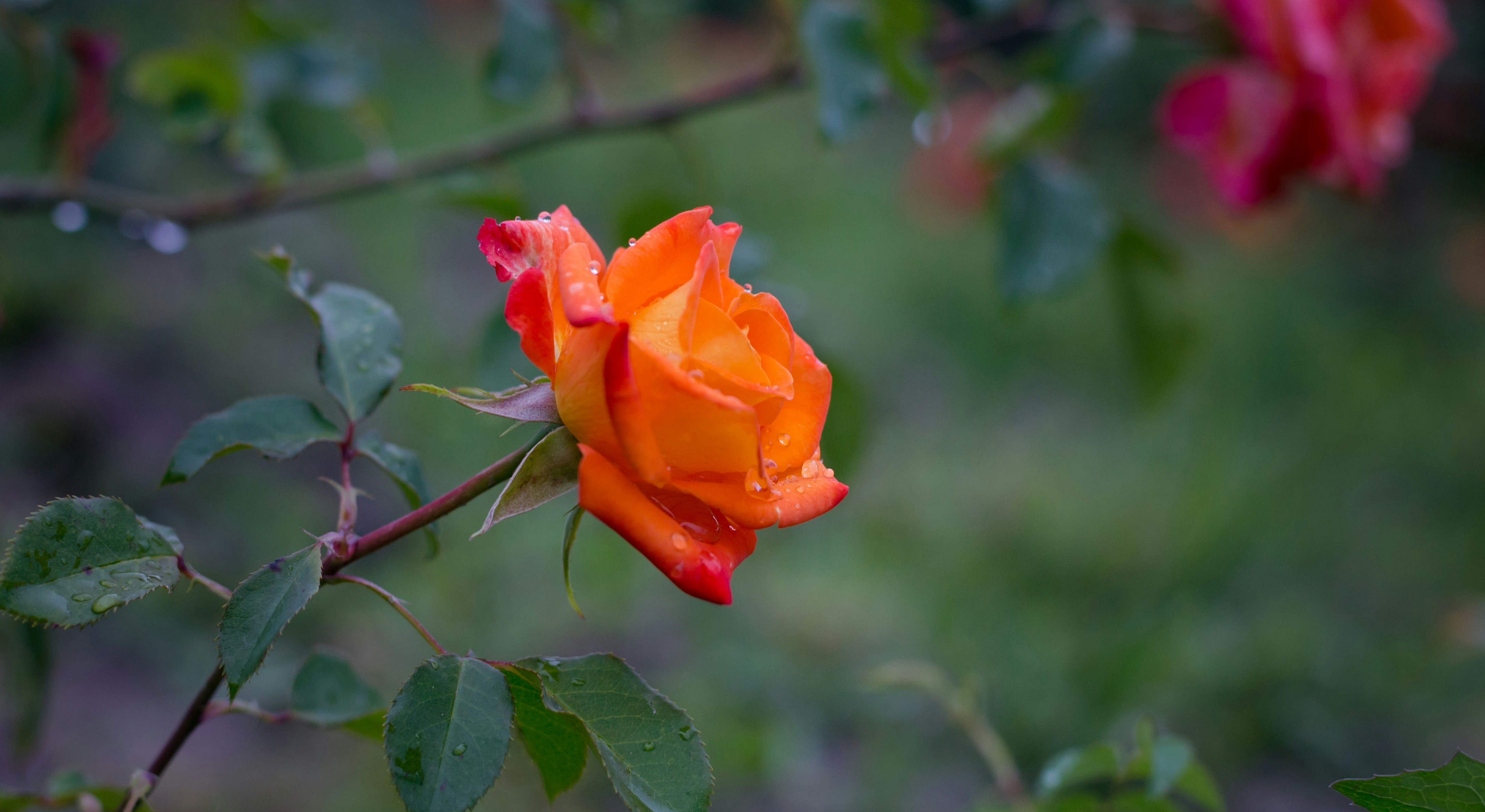 Photo by blooddrainer