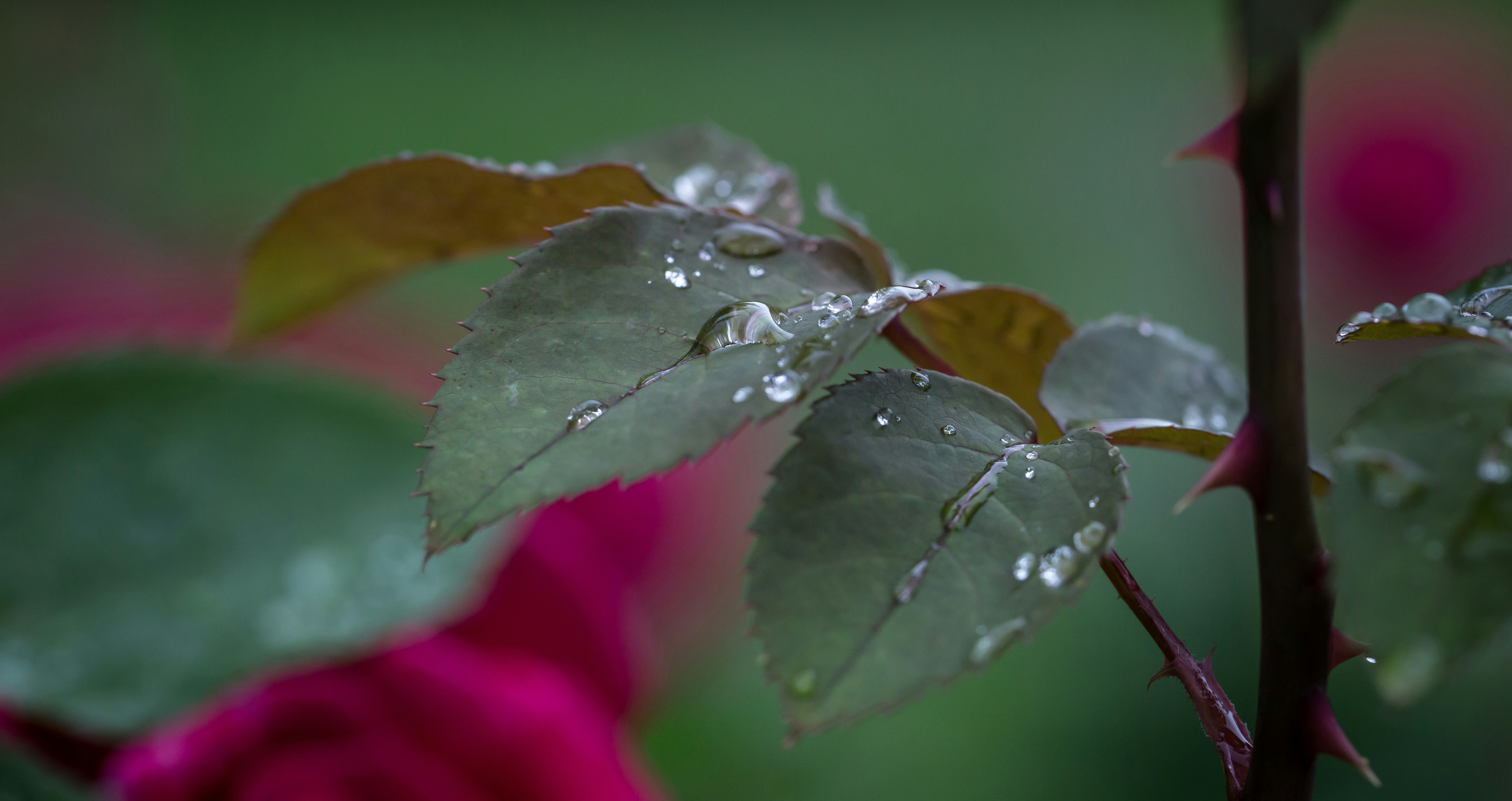 Photo by blooddrainer