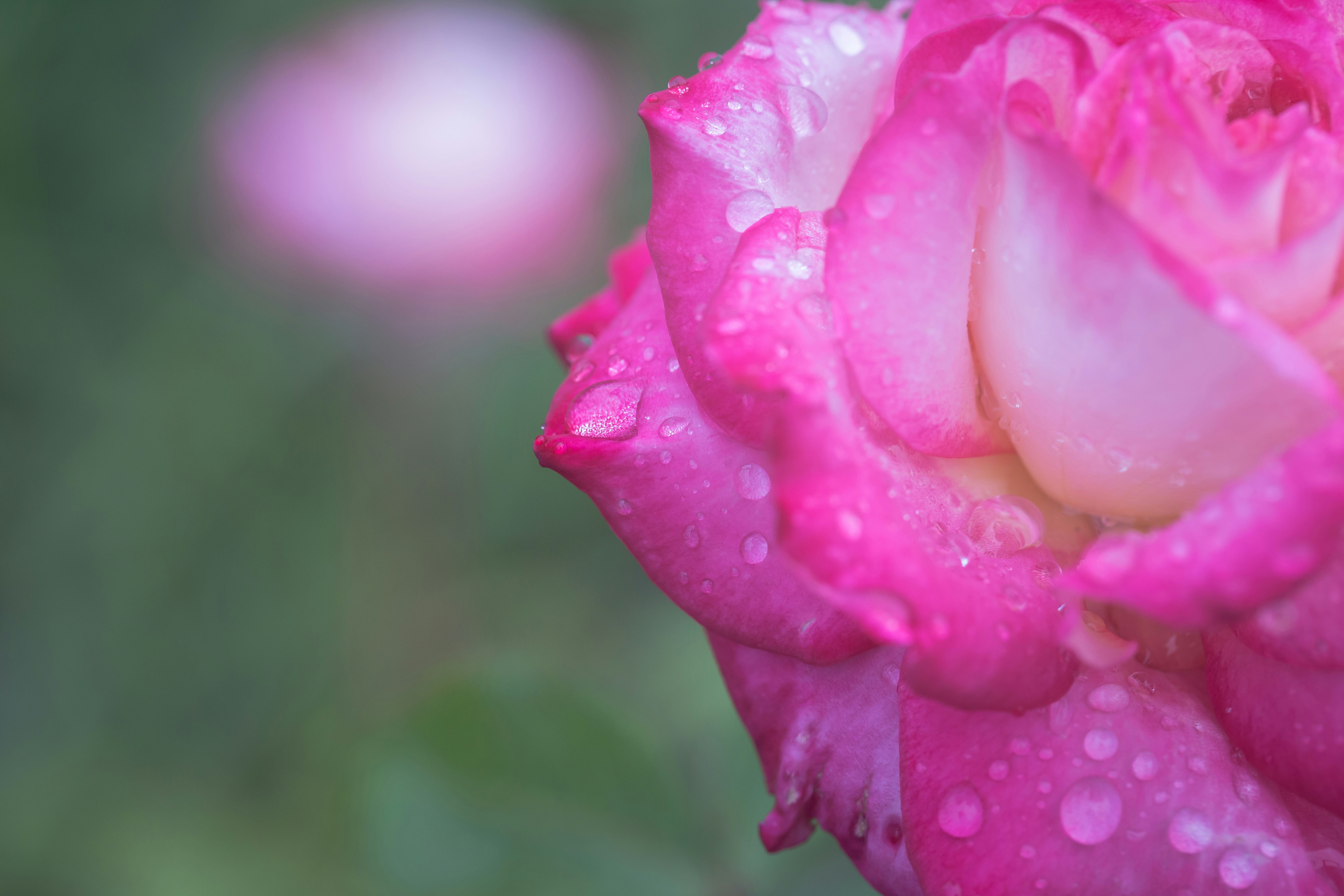 Photo by blooddrainer