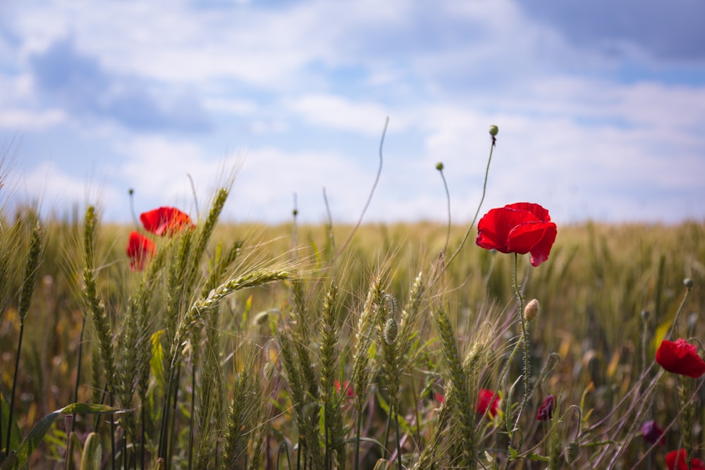 a field full of tall grass and red flowers