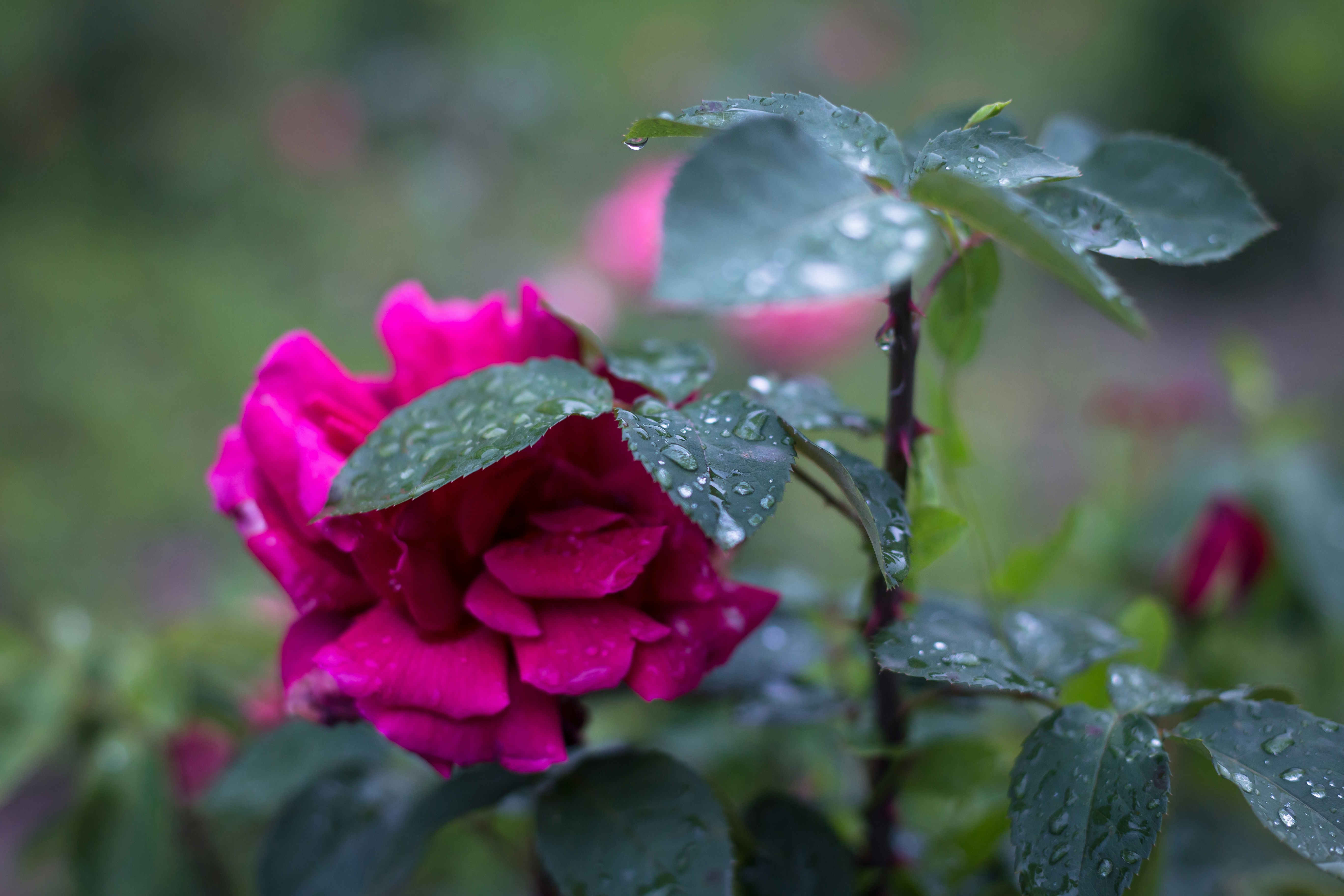 Photo by blooddrainer