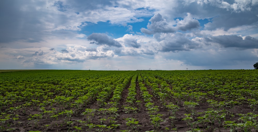 a large field of green plants under a cloudy sky