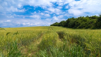 a field of tall grass with trees in the background