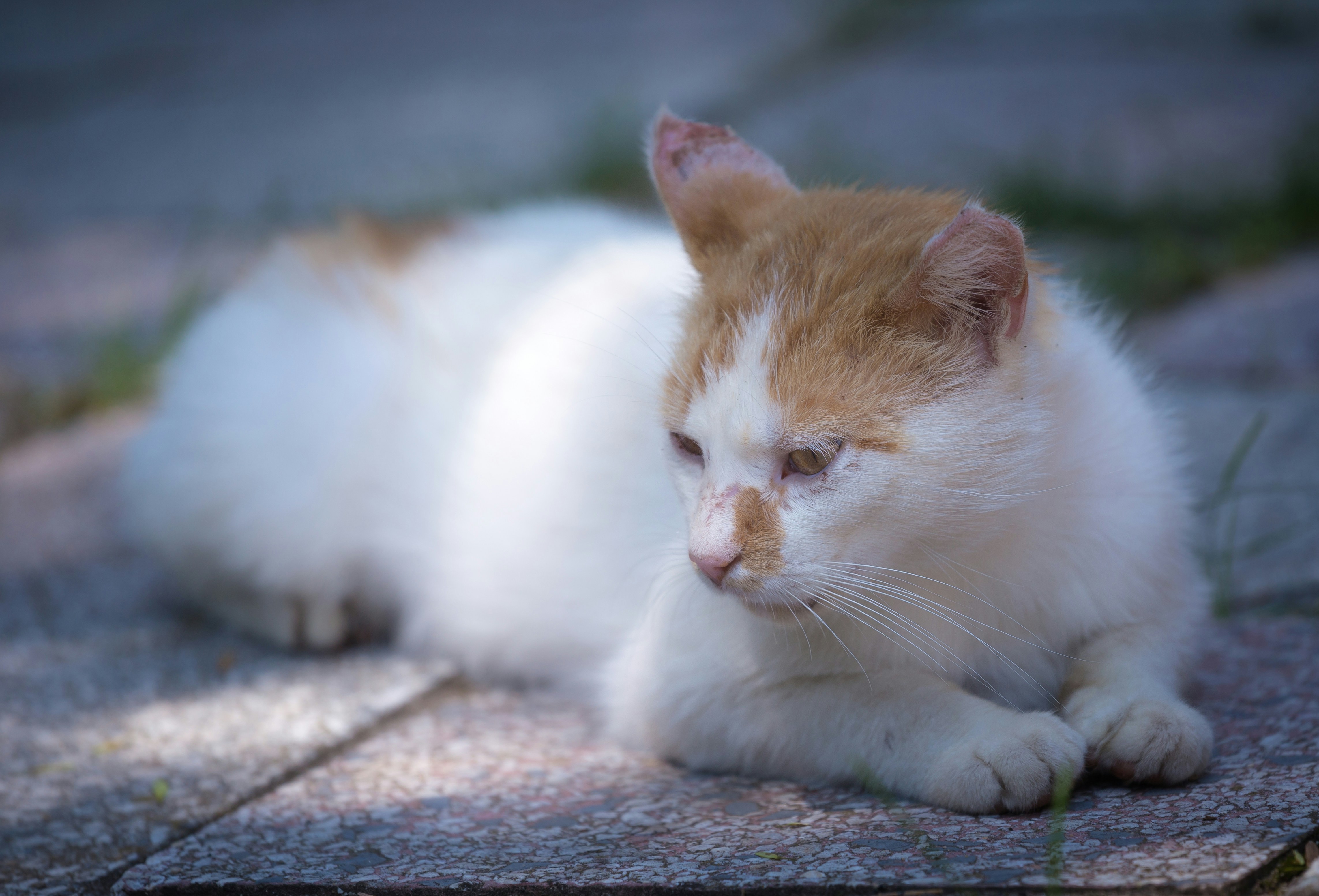 Photo by blooddrainer