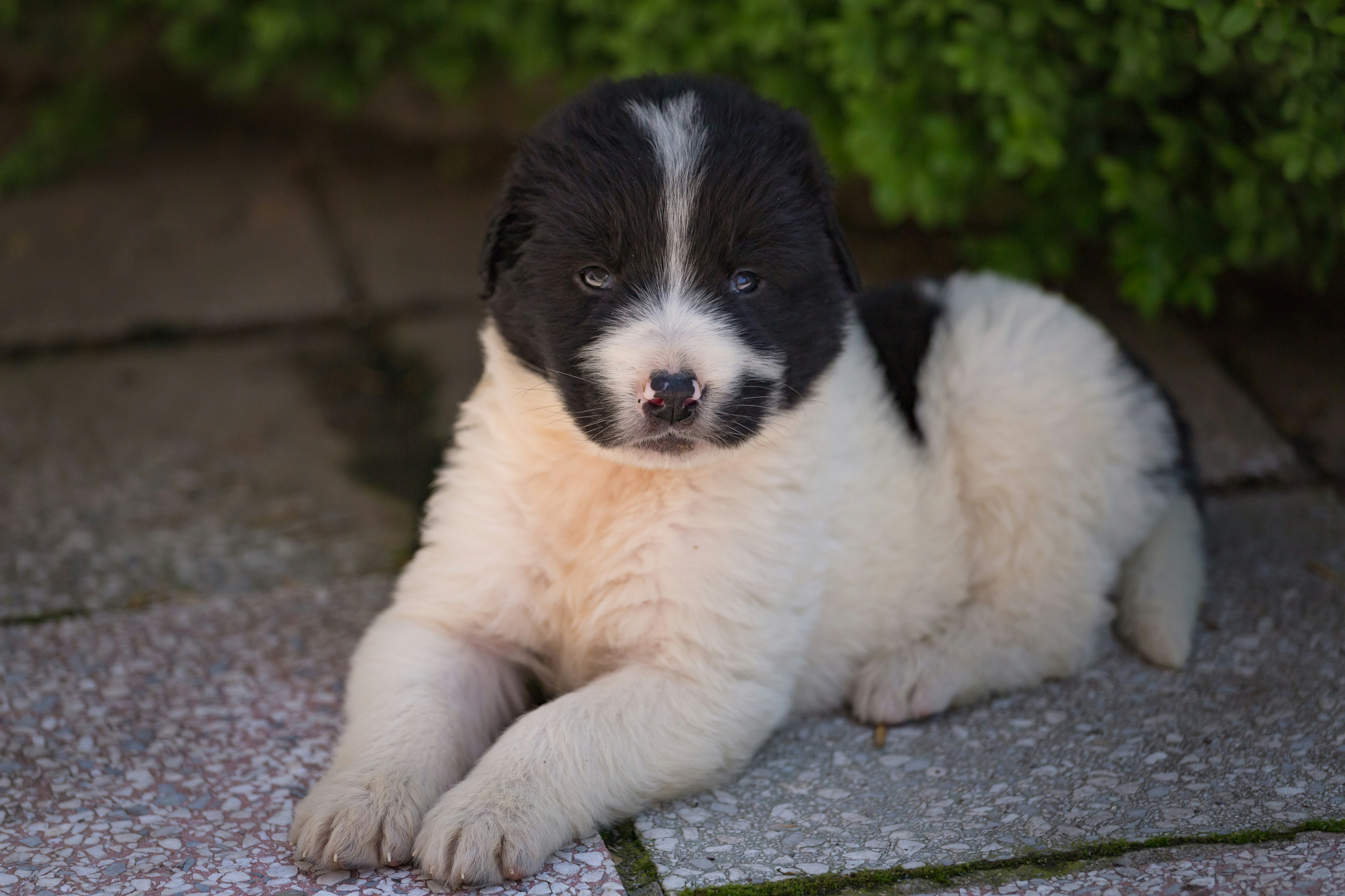 a black and white puppy is sitting on the ground