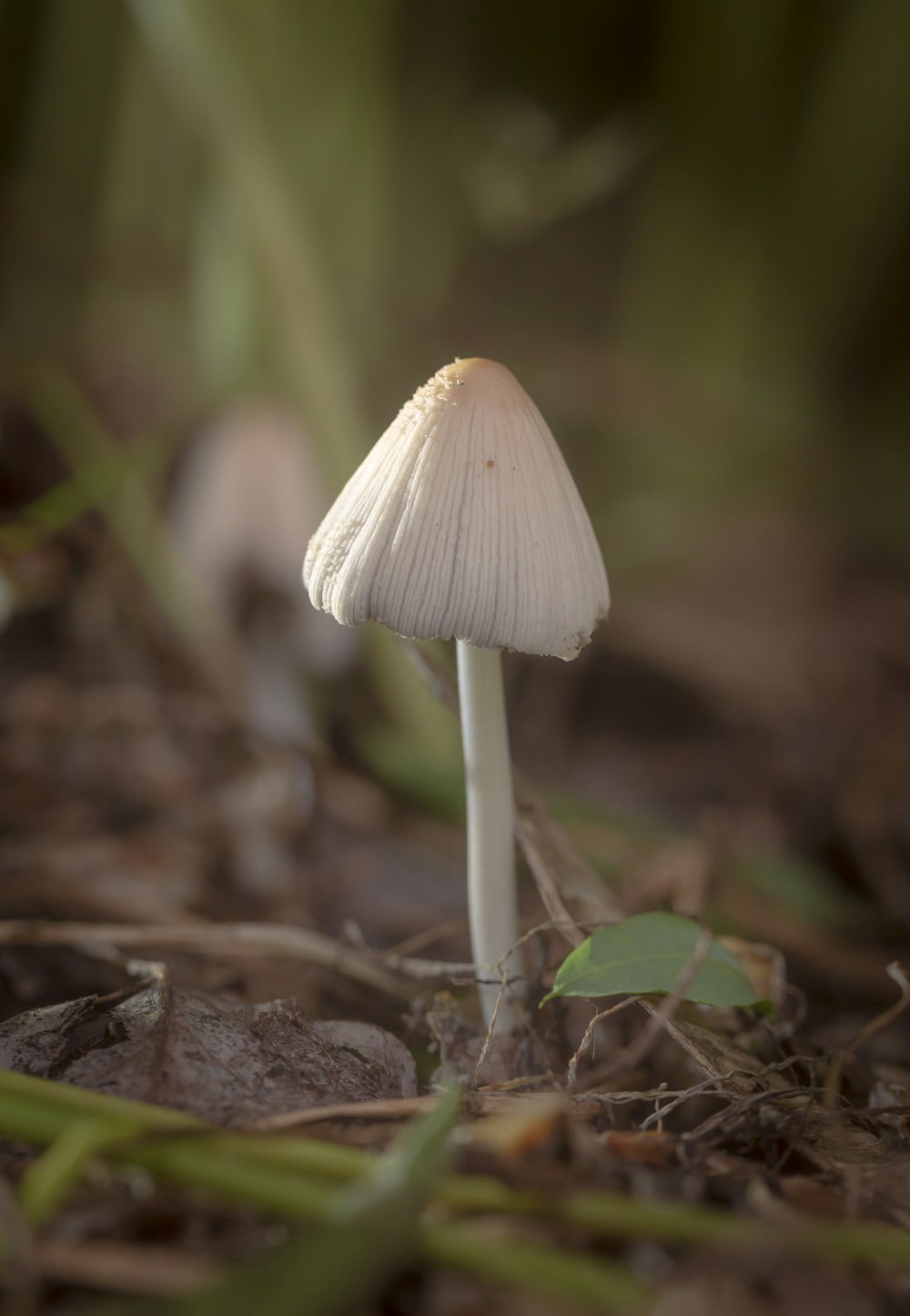 a small white mushroom sitting on the ground