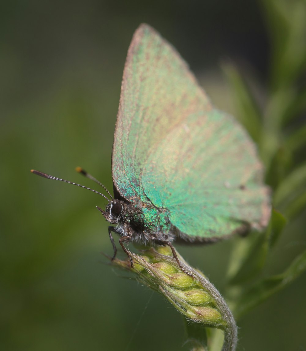 a small green butterfly sitting on top of a plant
