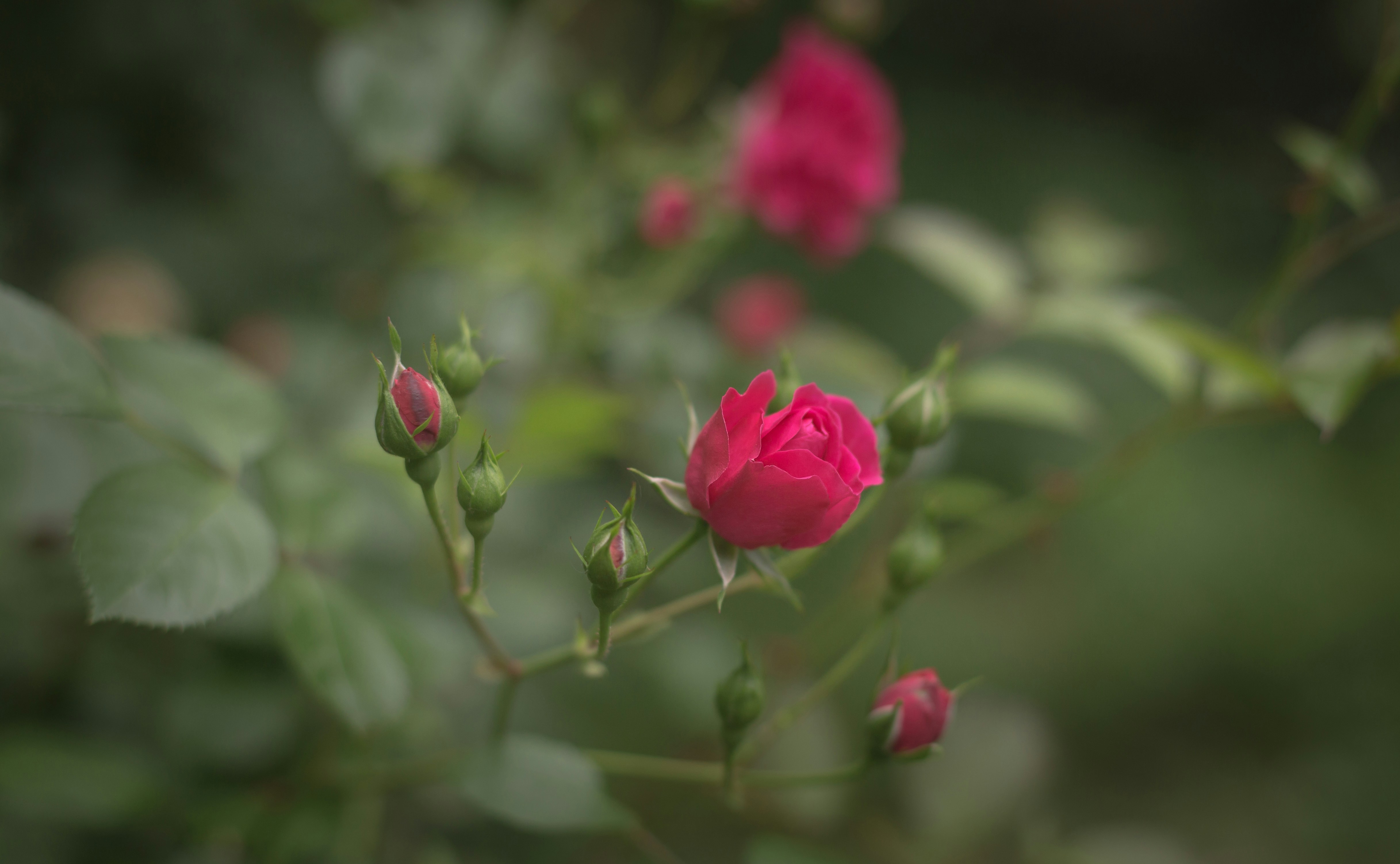 Photo by blooddrainer