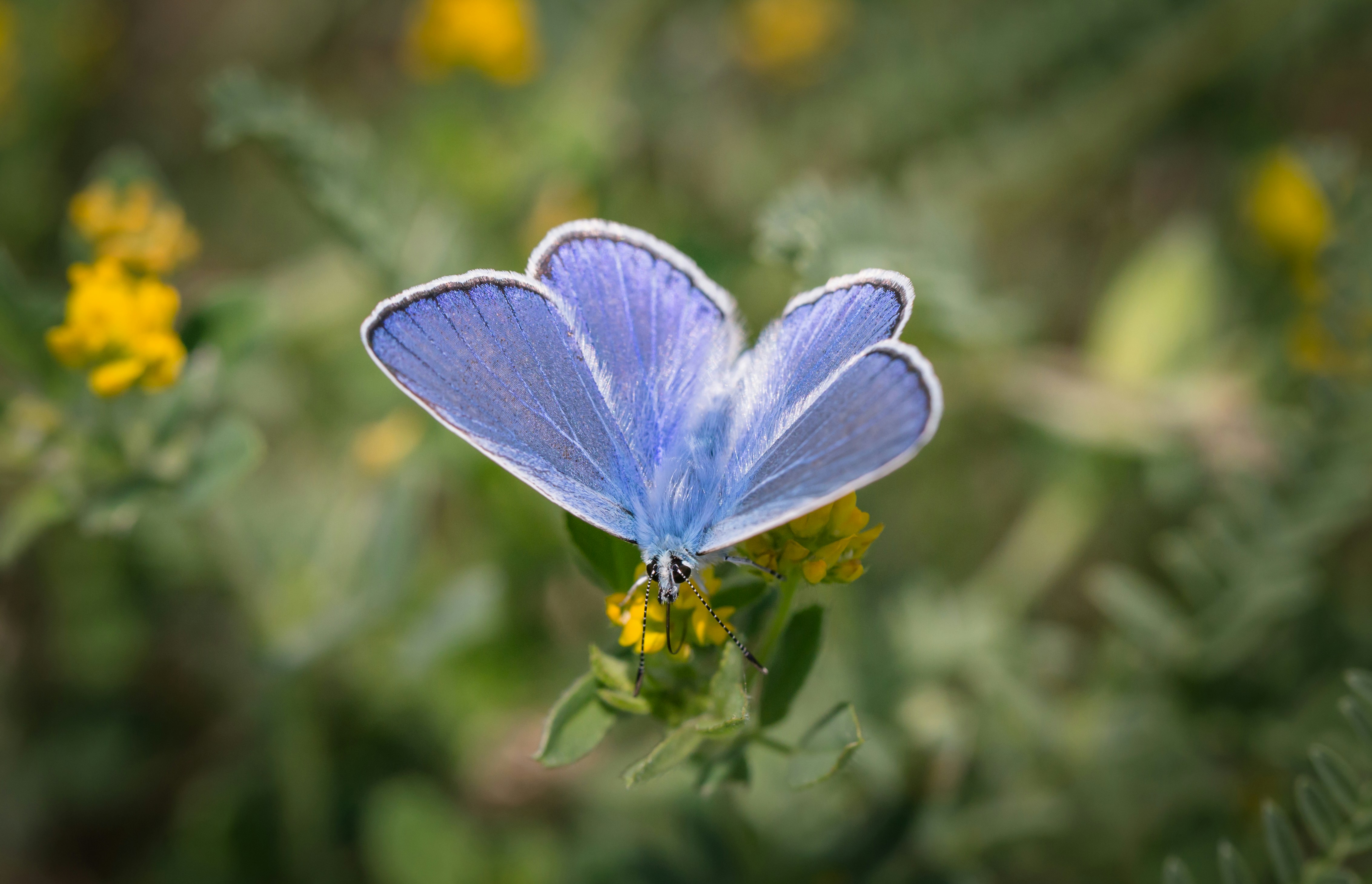 Photo by blooddrainer