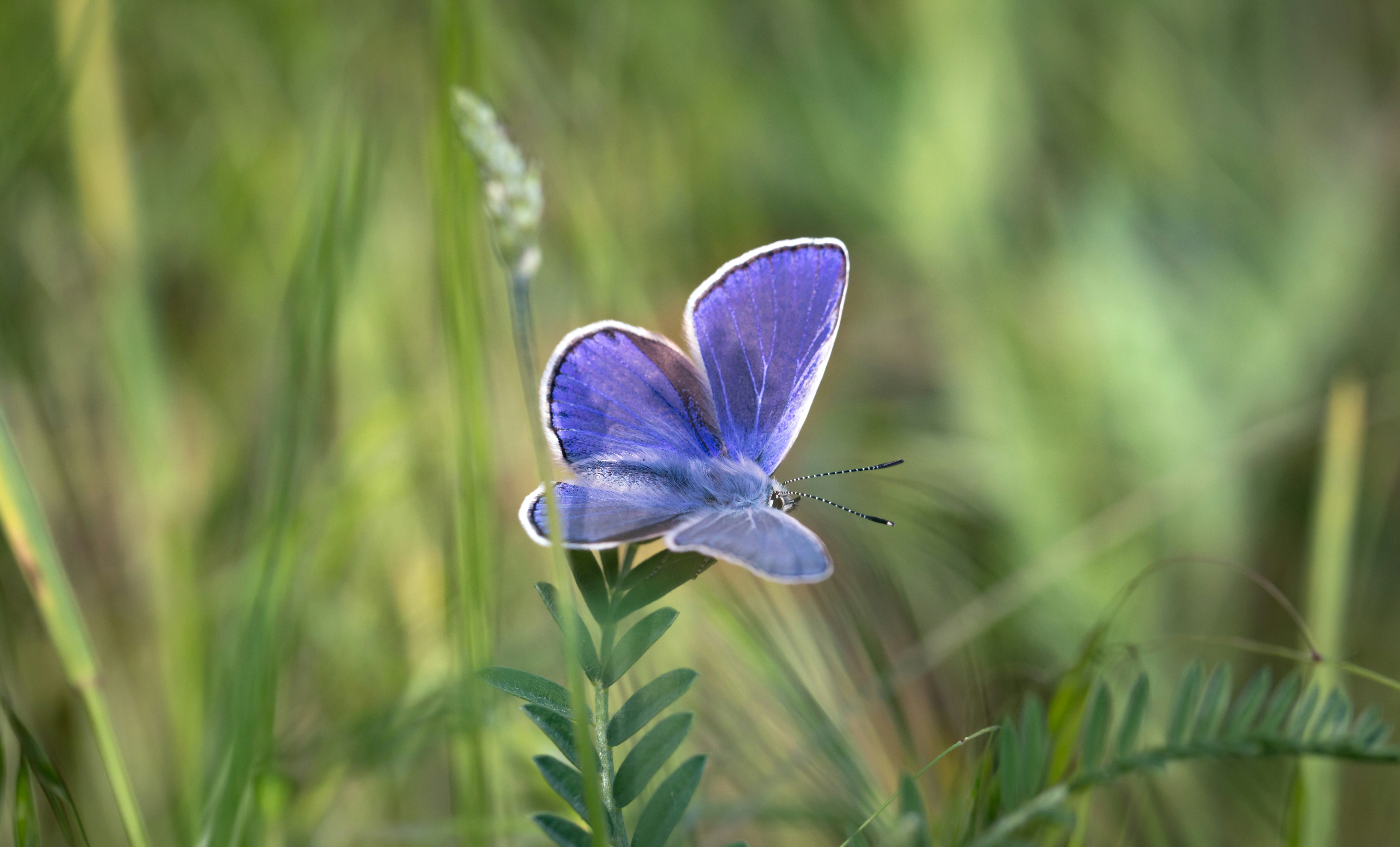 Photo by blooddrainer