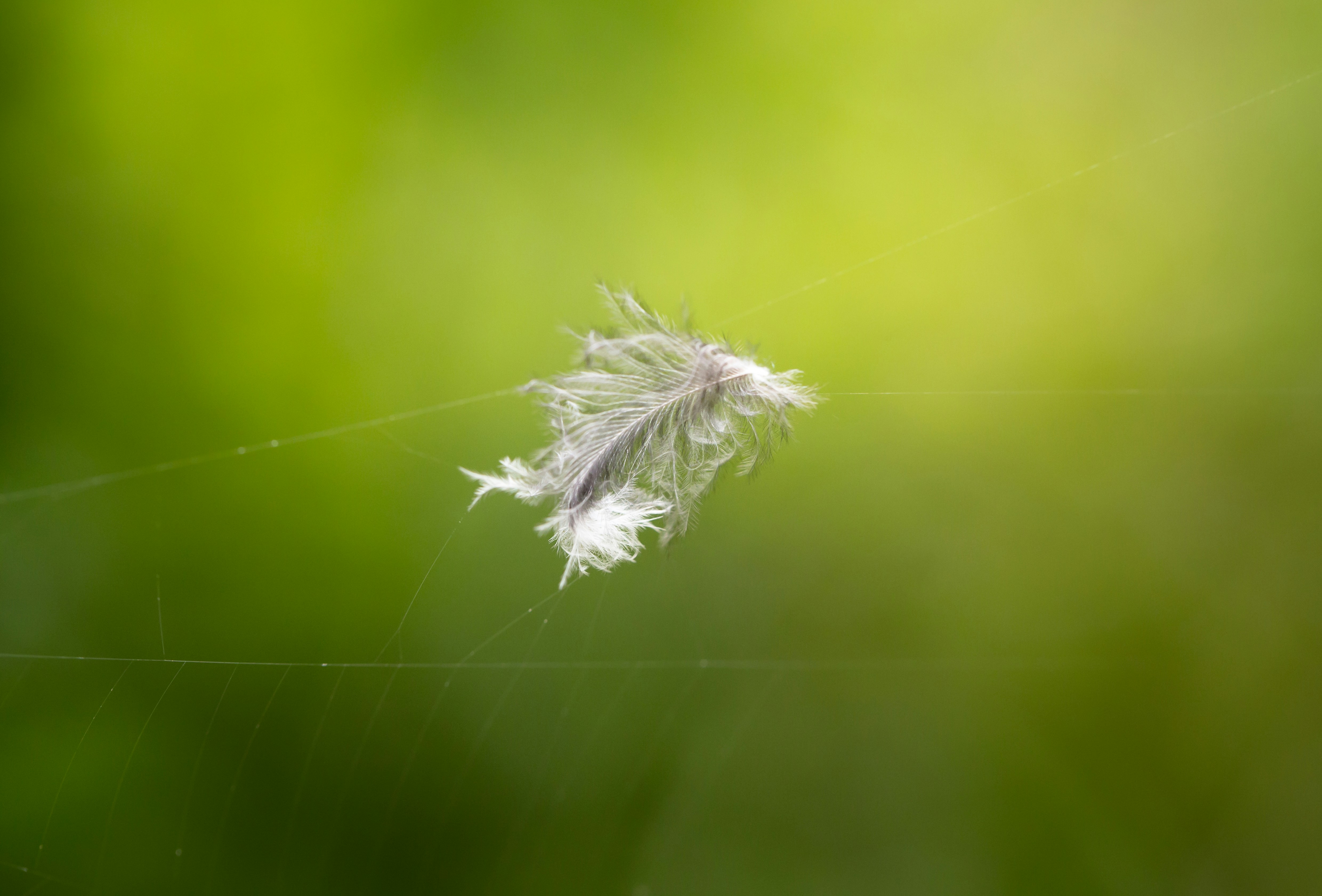 Photo by blooddrainer