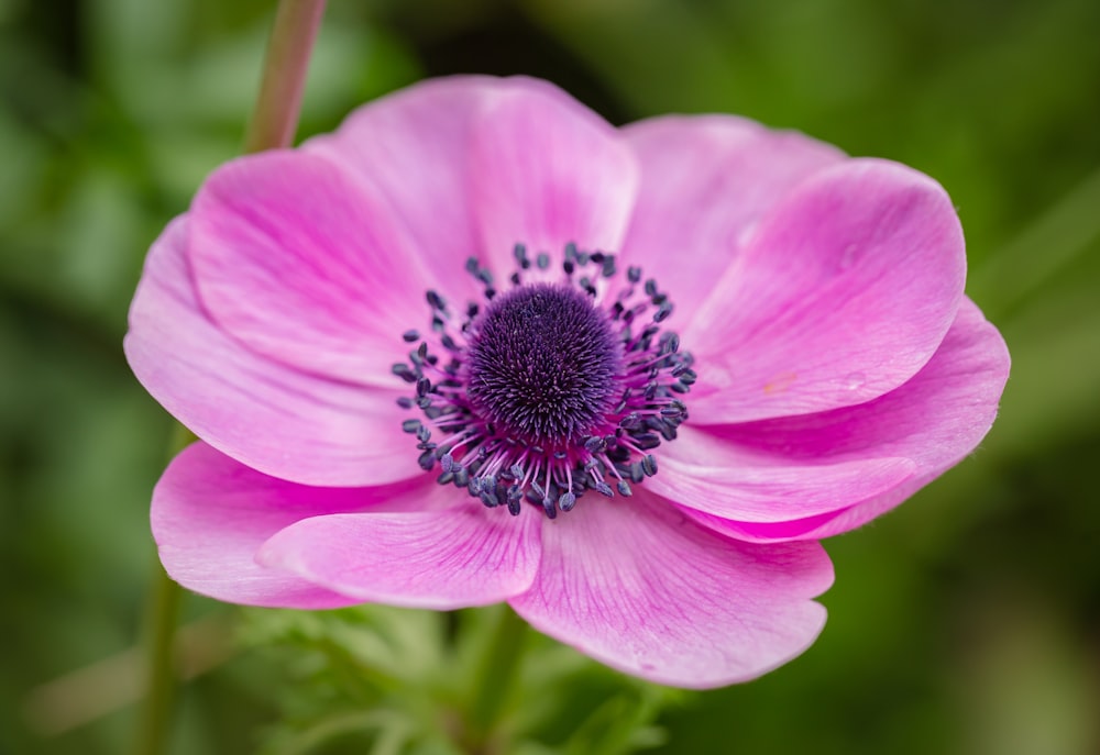 緑の背景を持つピンクの花の接写