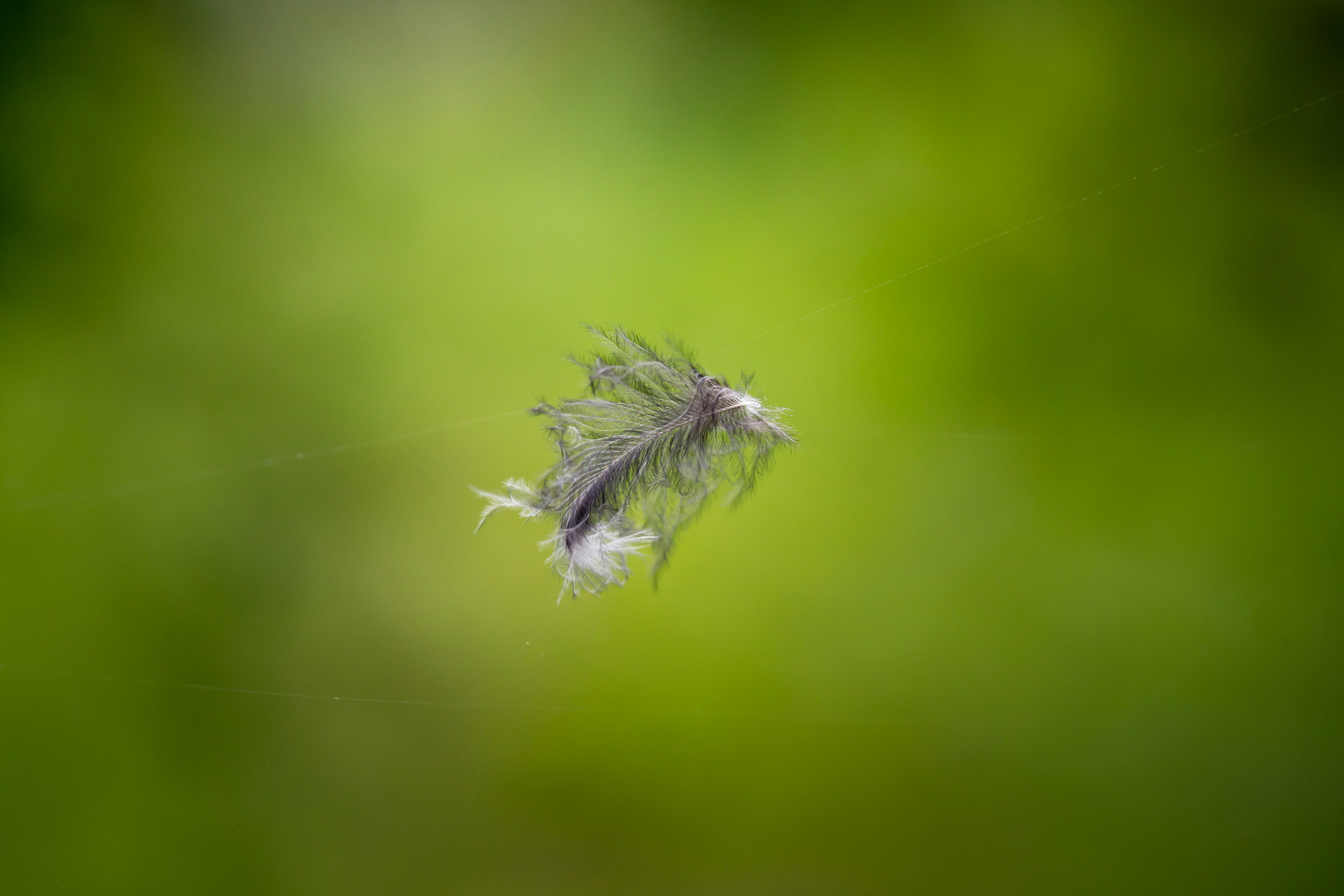 Photo by blooddrainer