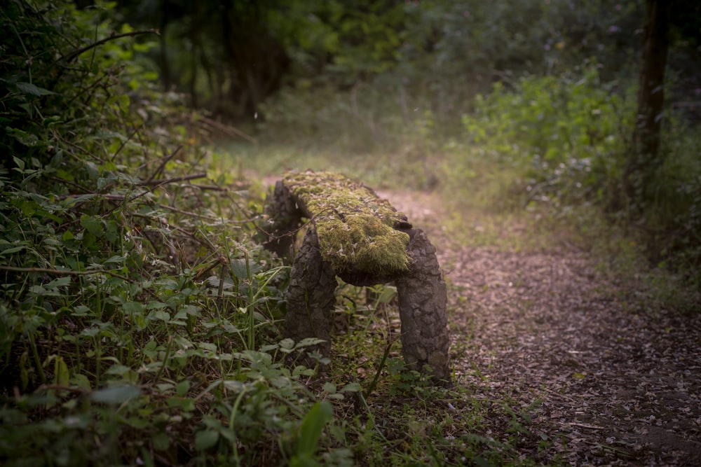 a moss covered bench sitting in the middle of a forest