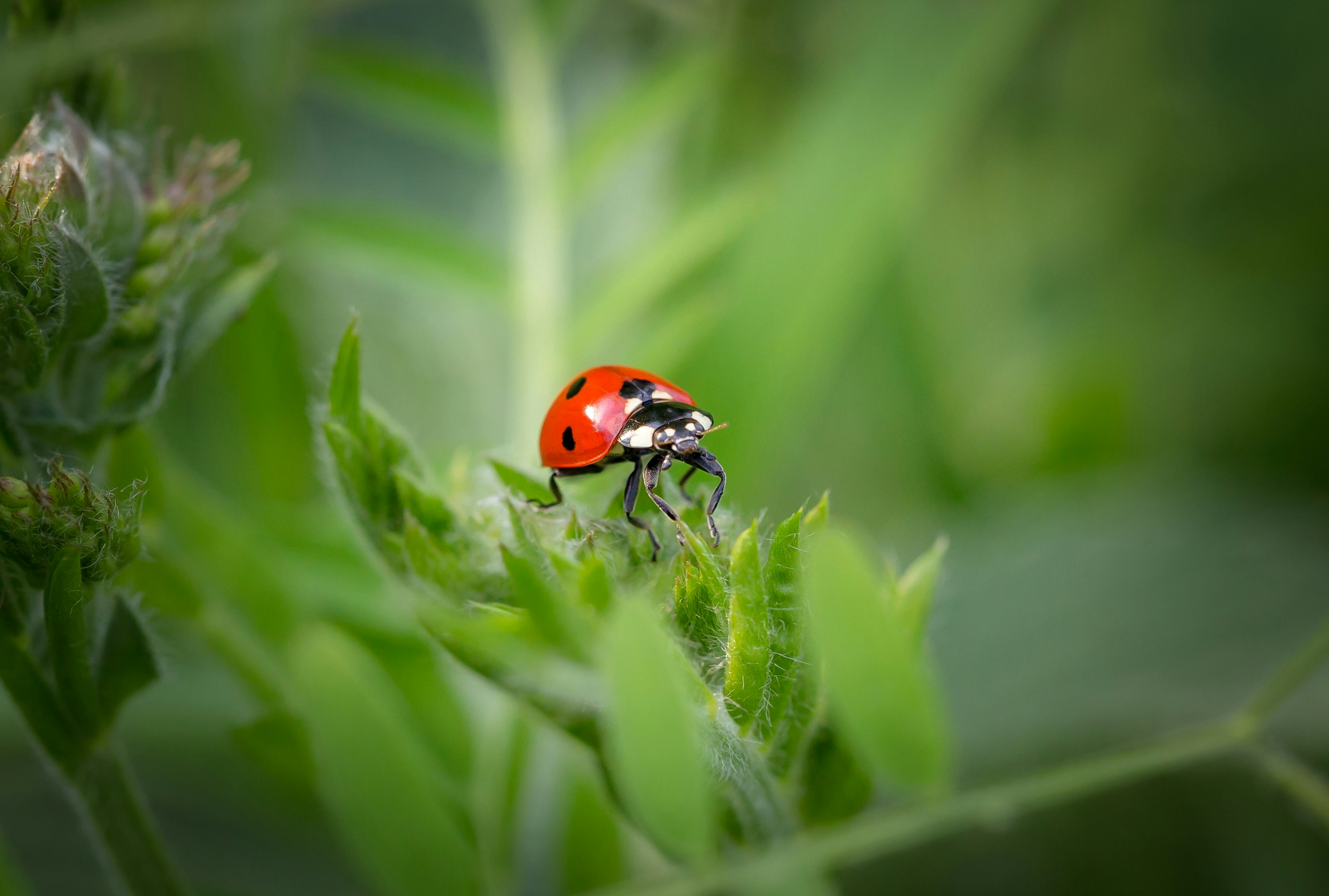 Photo by blooddrainer