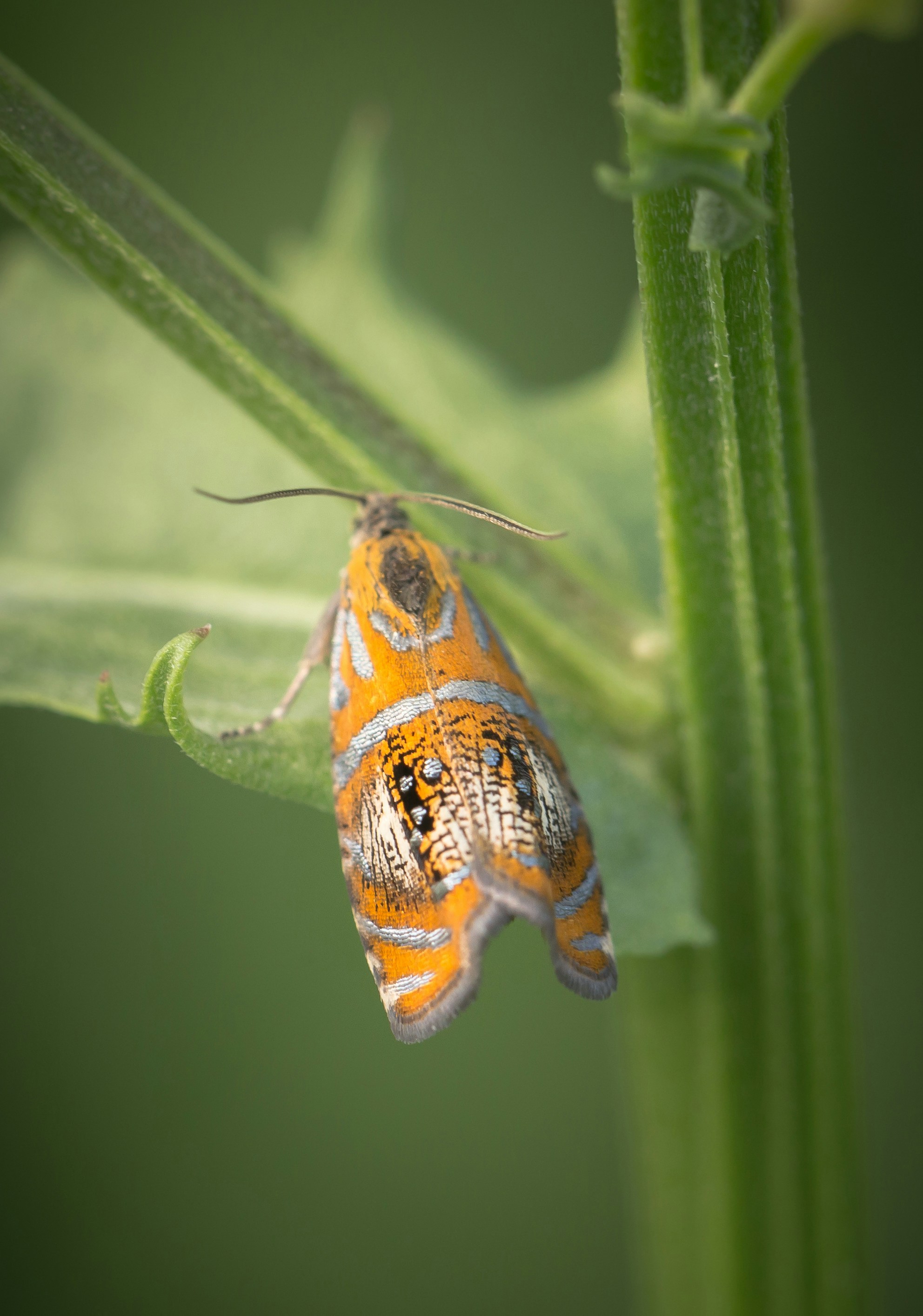 Gros plan d’un petit insecte orange et blanc sur une feuille photo — free download