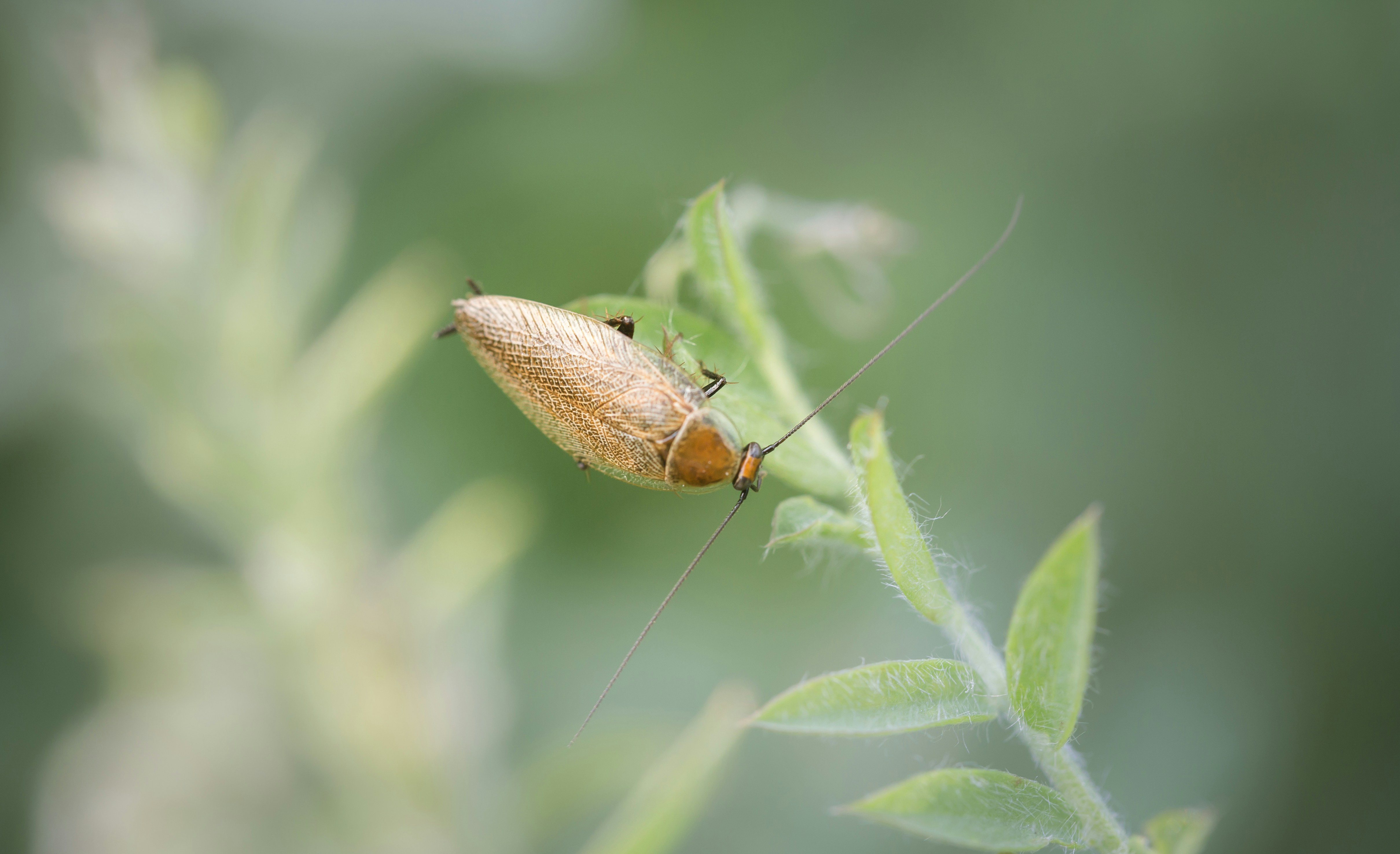 Photo by blooddrainer