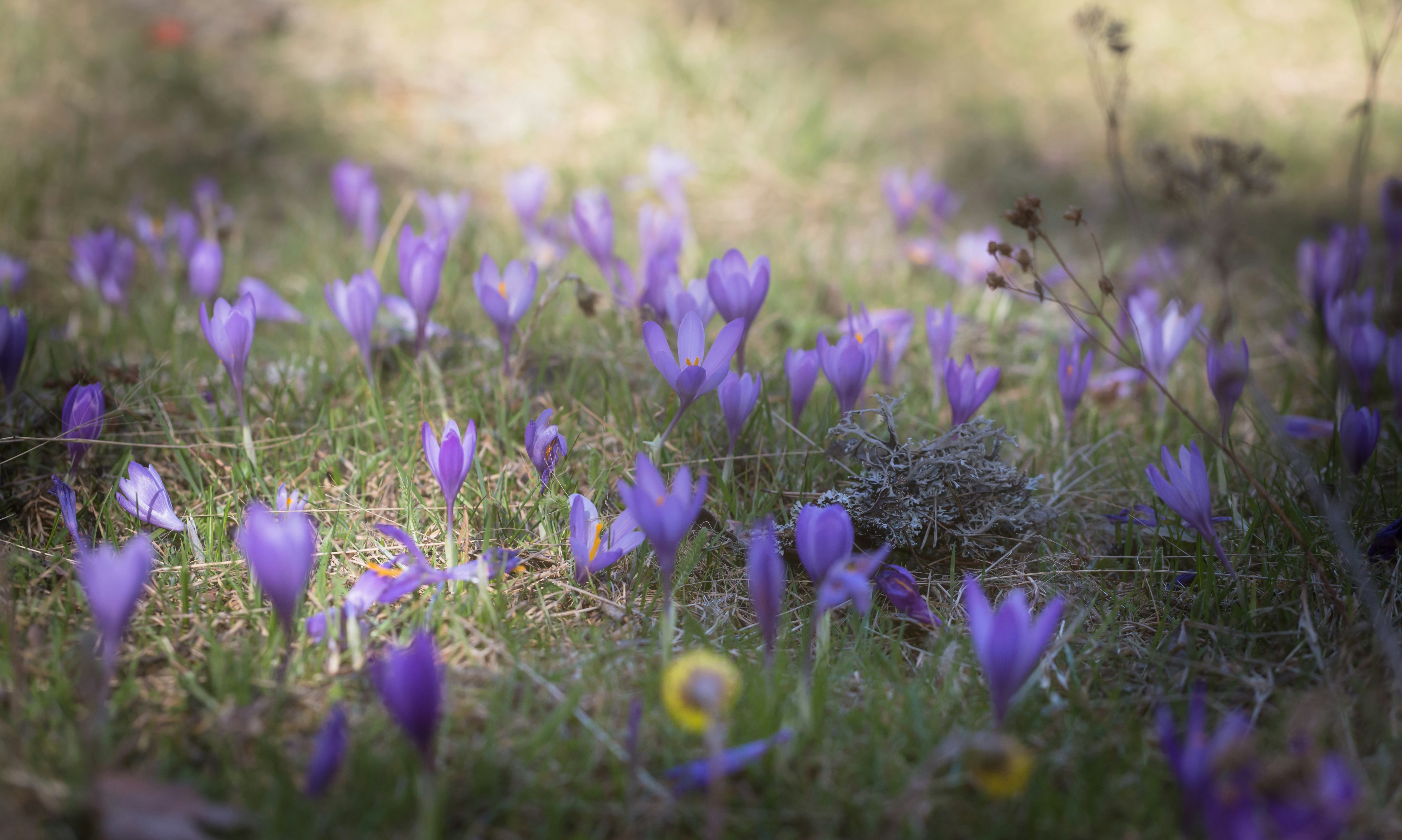 Photo by blooddrainer