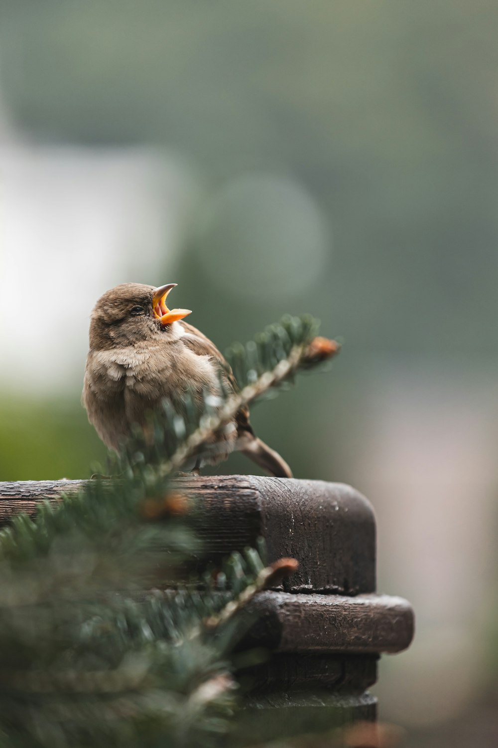 Ein kleiner Vogel thront übereinander