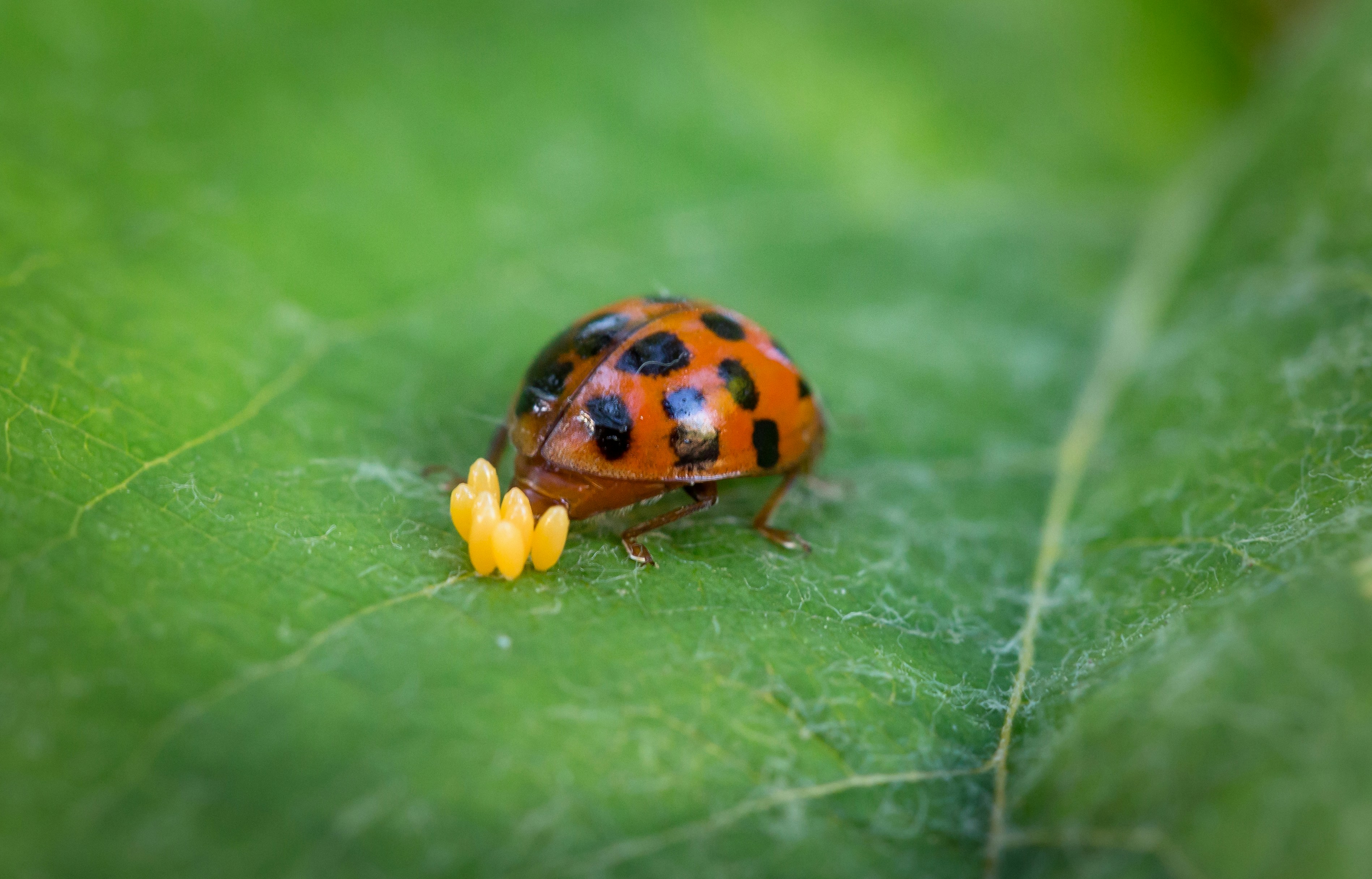 Photo by blooddrainer