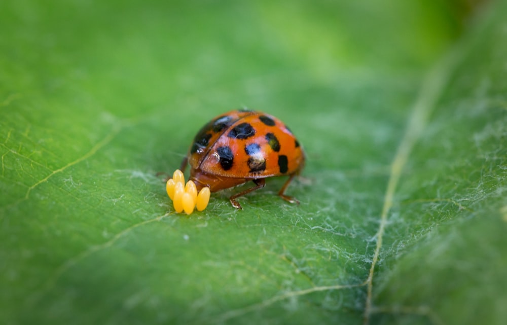 a lady bug sitting on a green leaf