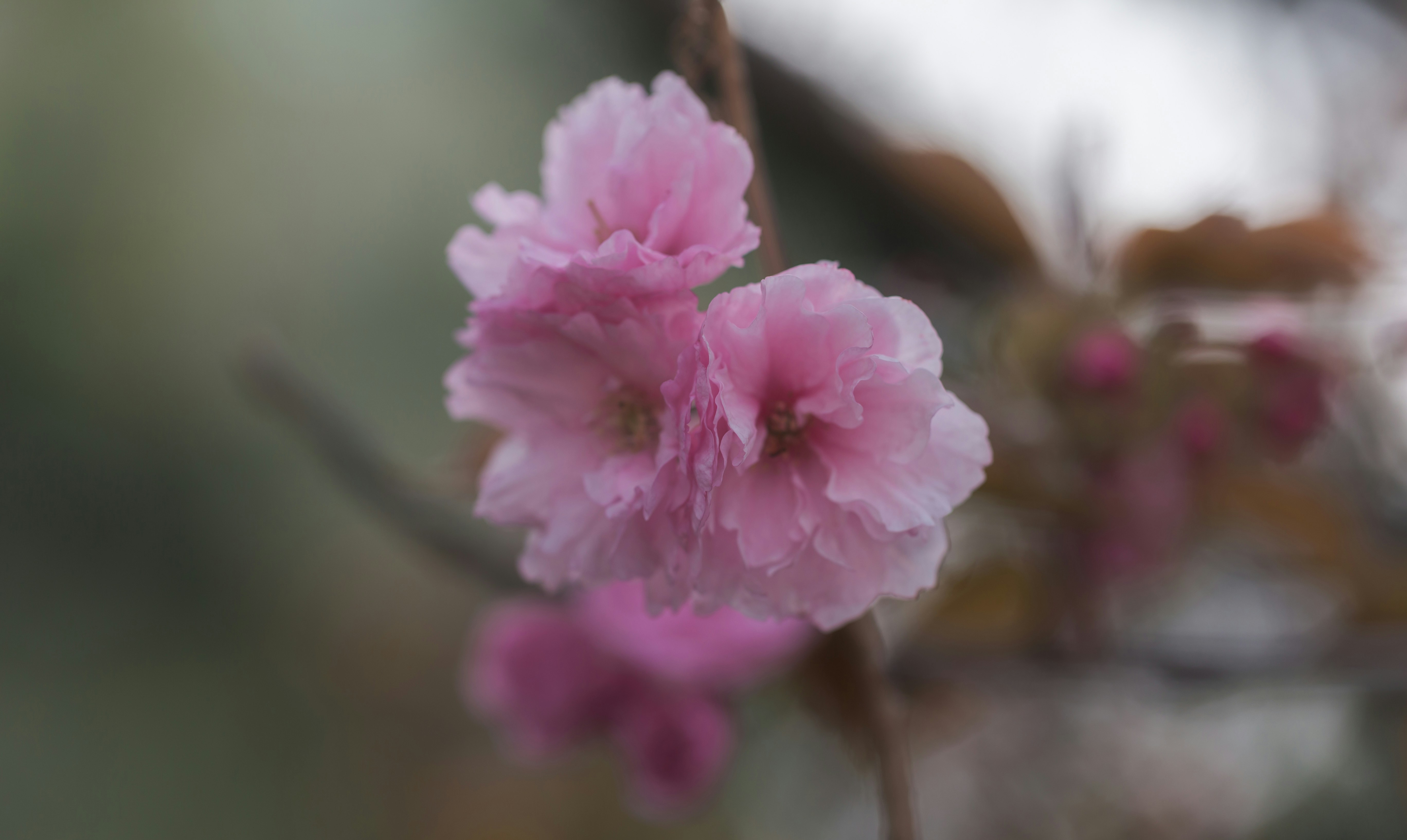 Photo by blooddrainer