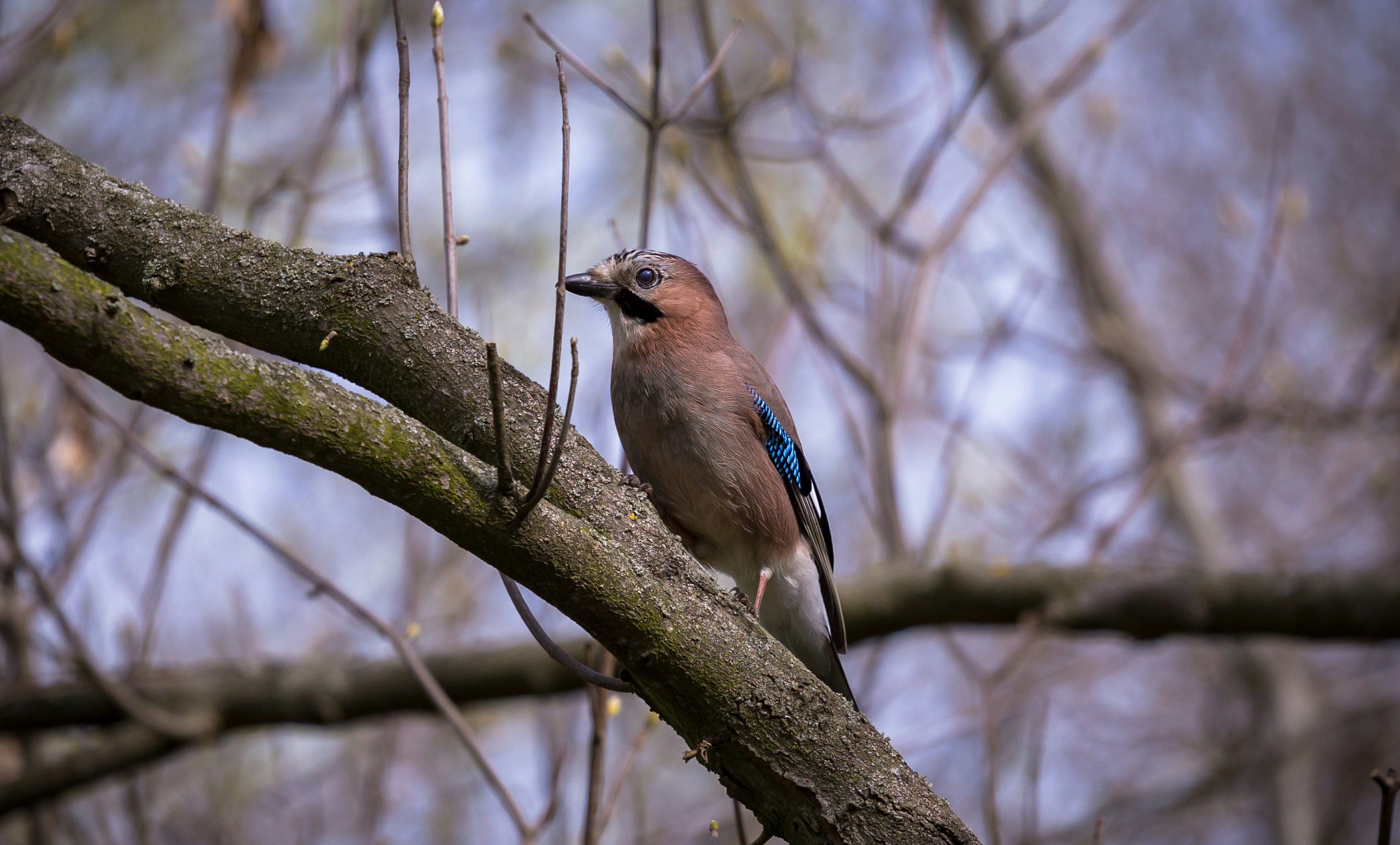 鳥と木の枝 56858147-thrush-nightingale-