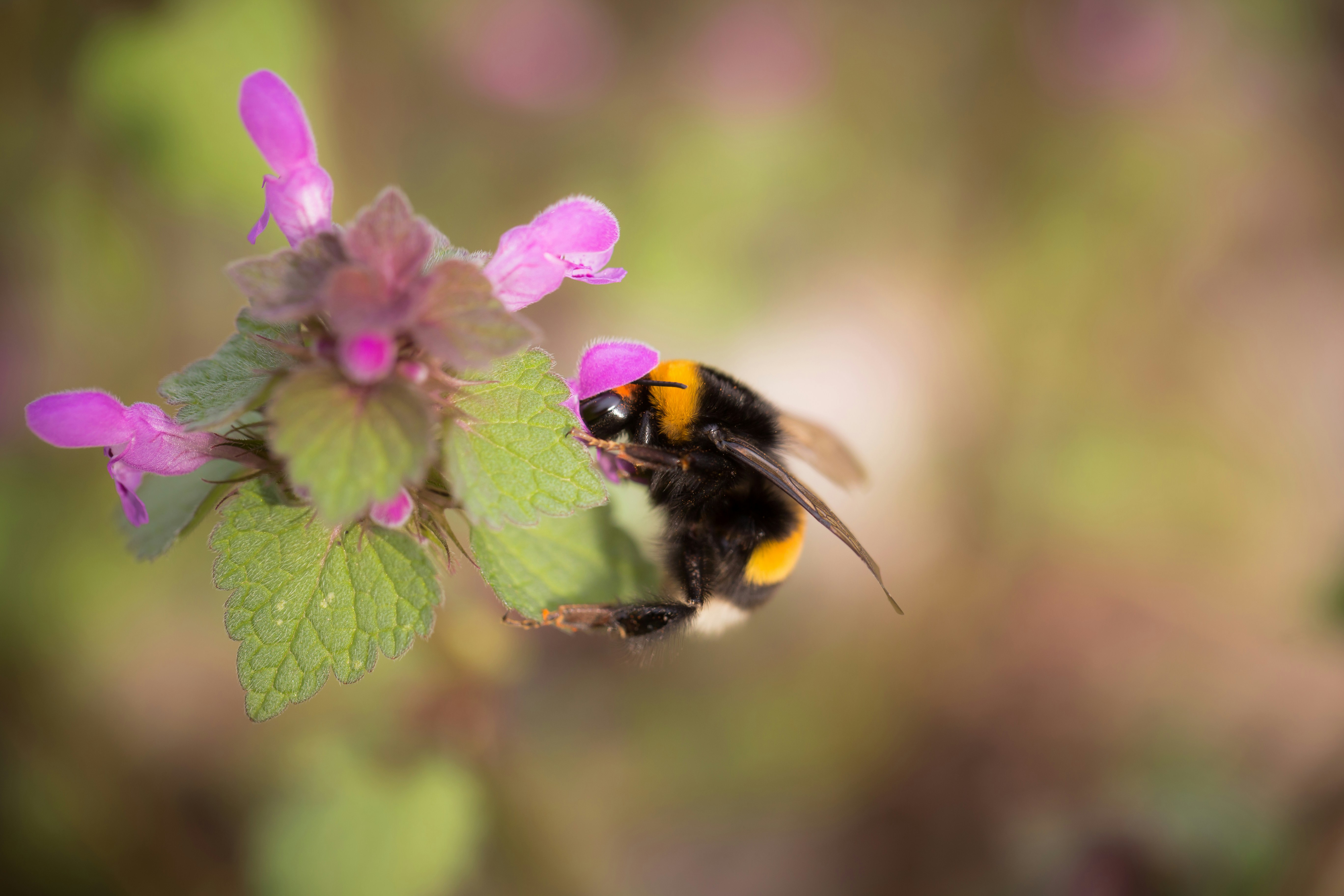 Photo by blooddrainer