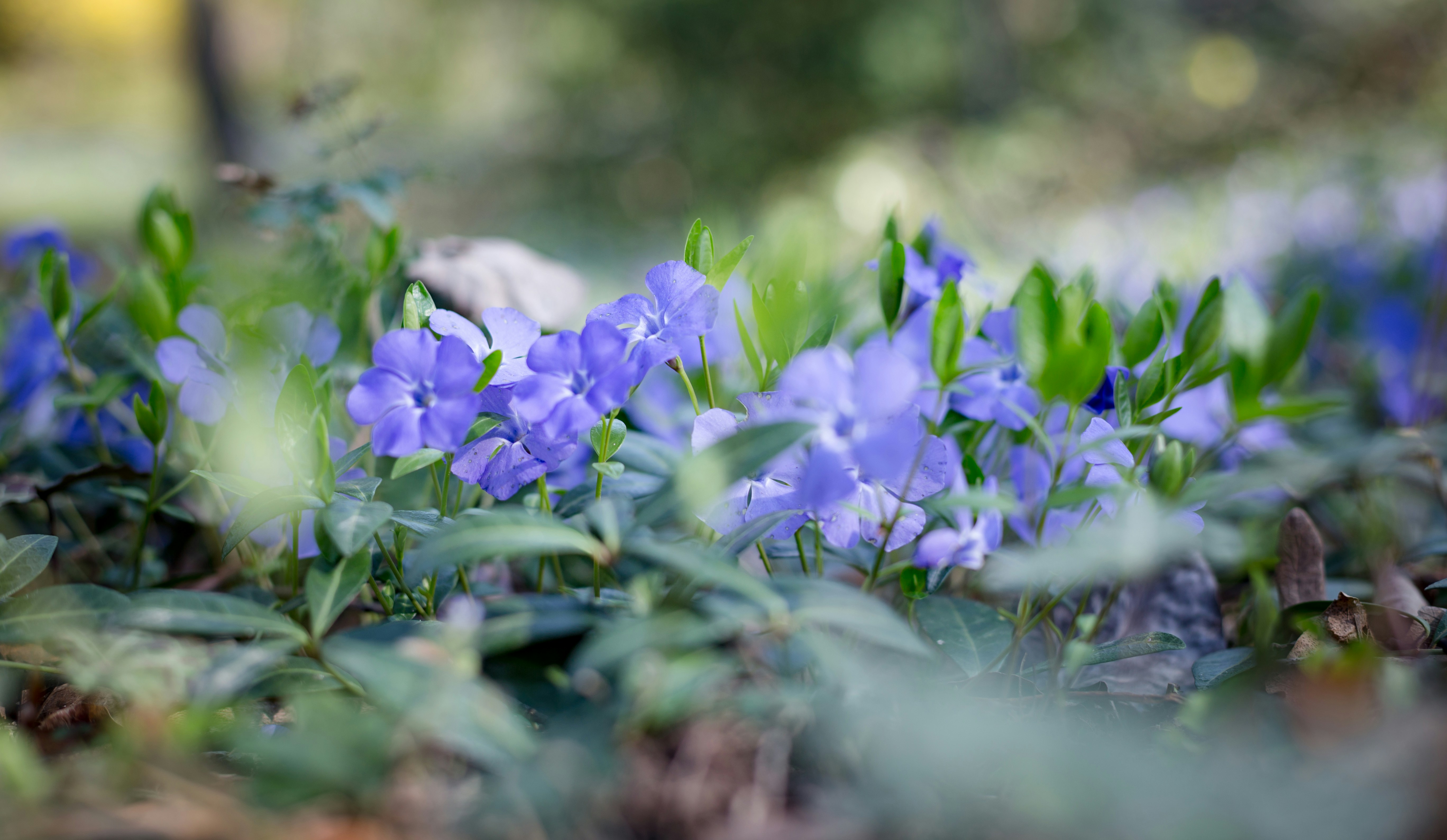 Photo by blooddrainer