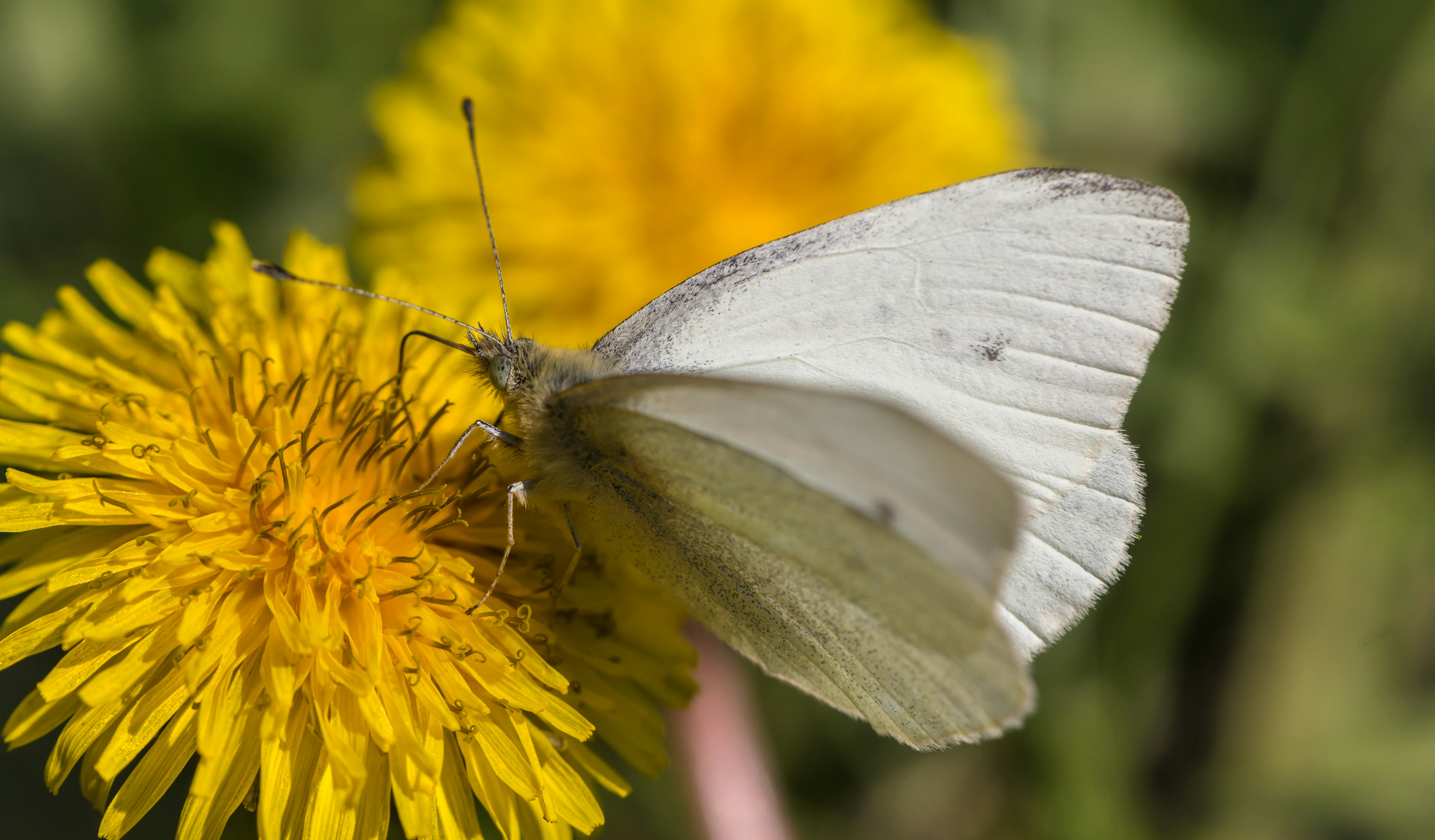 Photo by blooddrainer